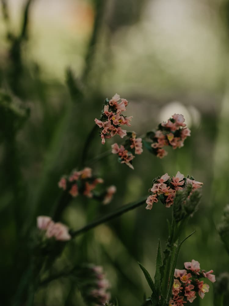 Sea lavender seeds