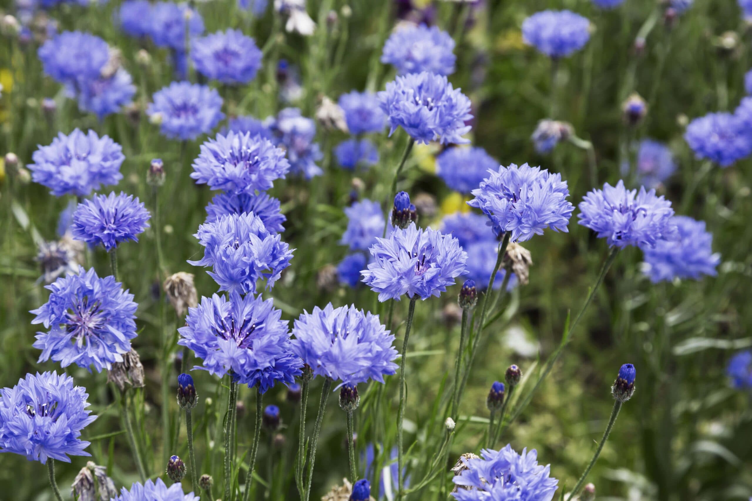 Samen für Kornblumen