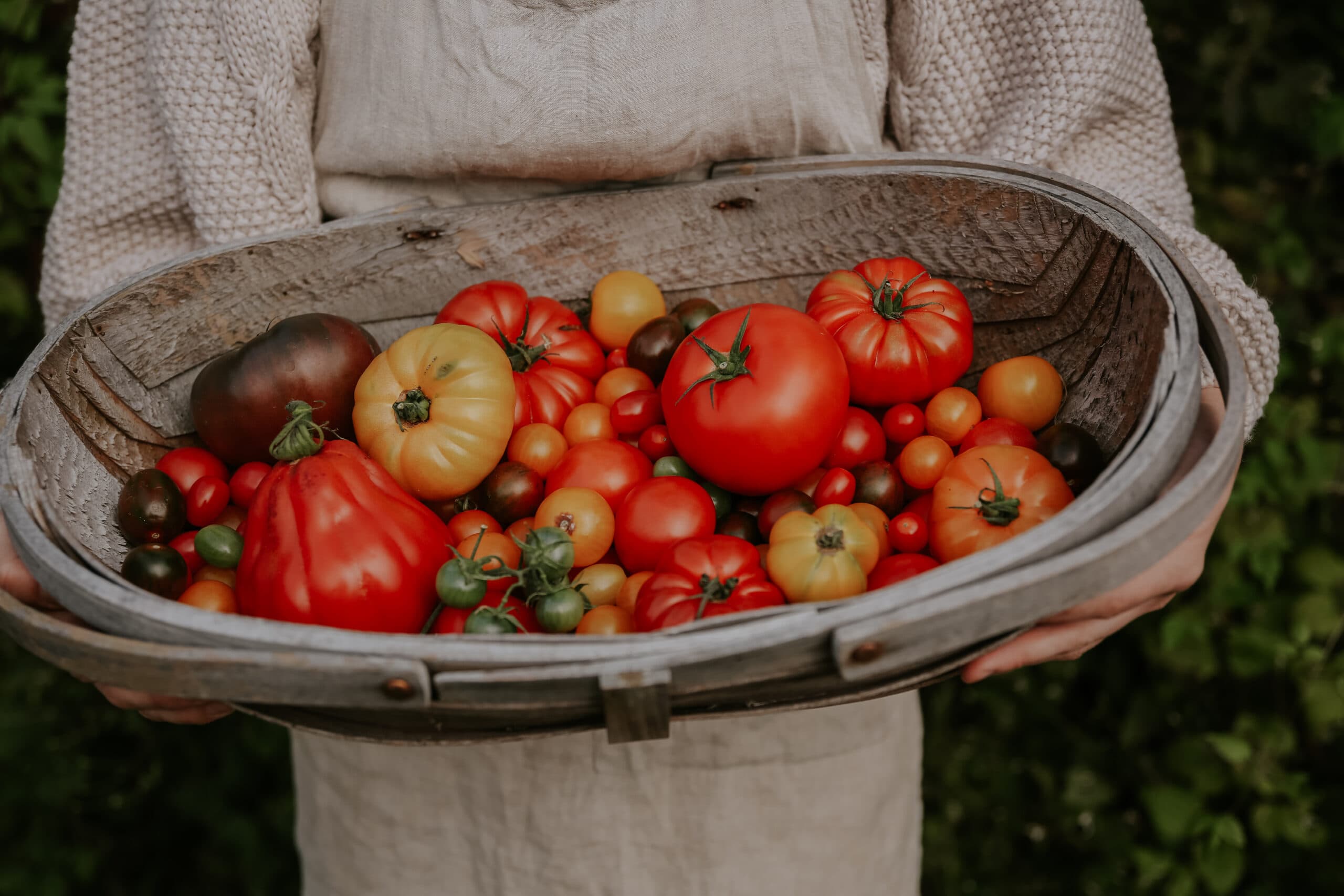 Tomato, Brandywine – Giving Ground Seeds