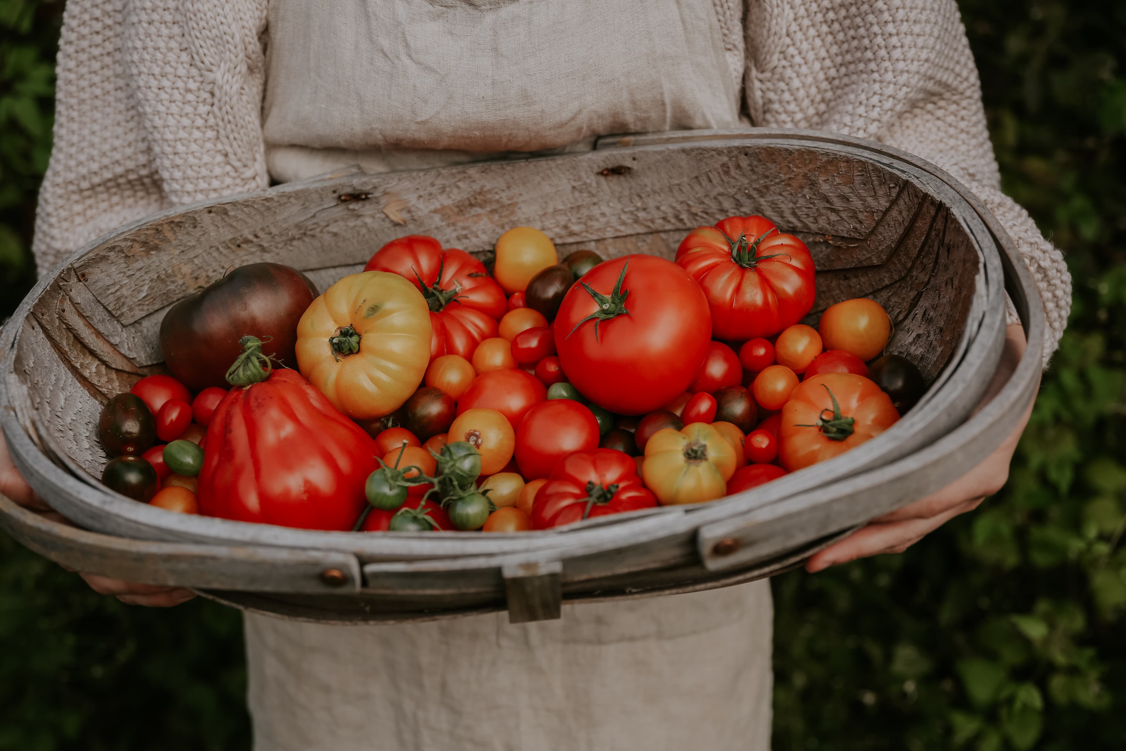 Tomaten