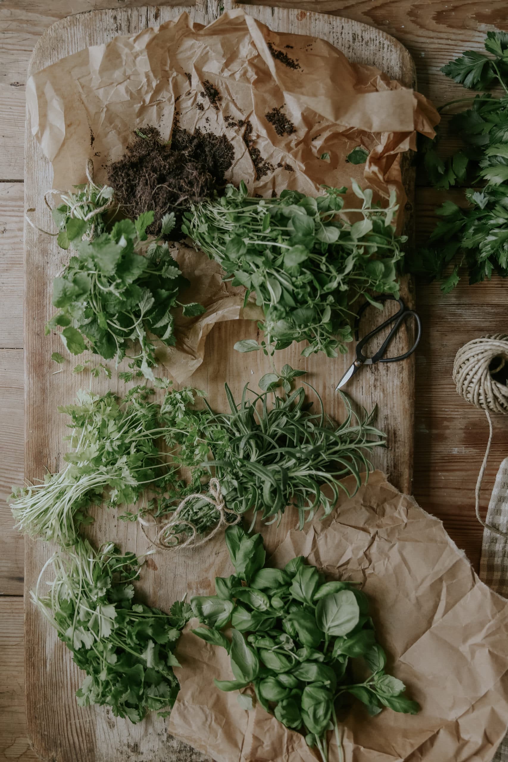 Graines de fines herbes