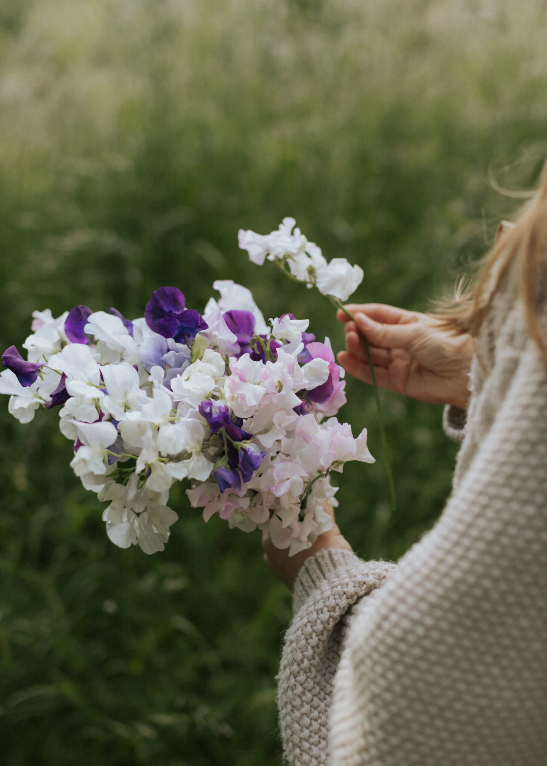 Dyrk Erteblomster