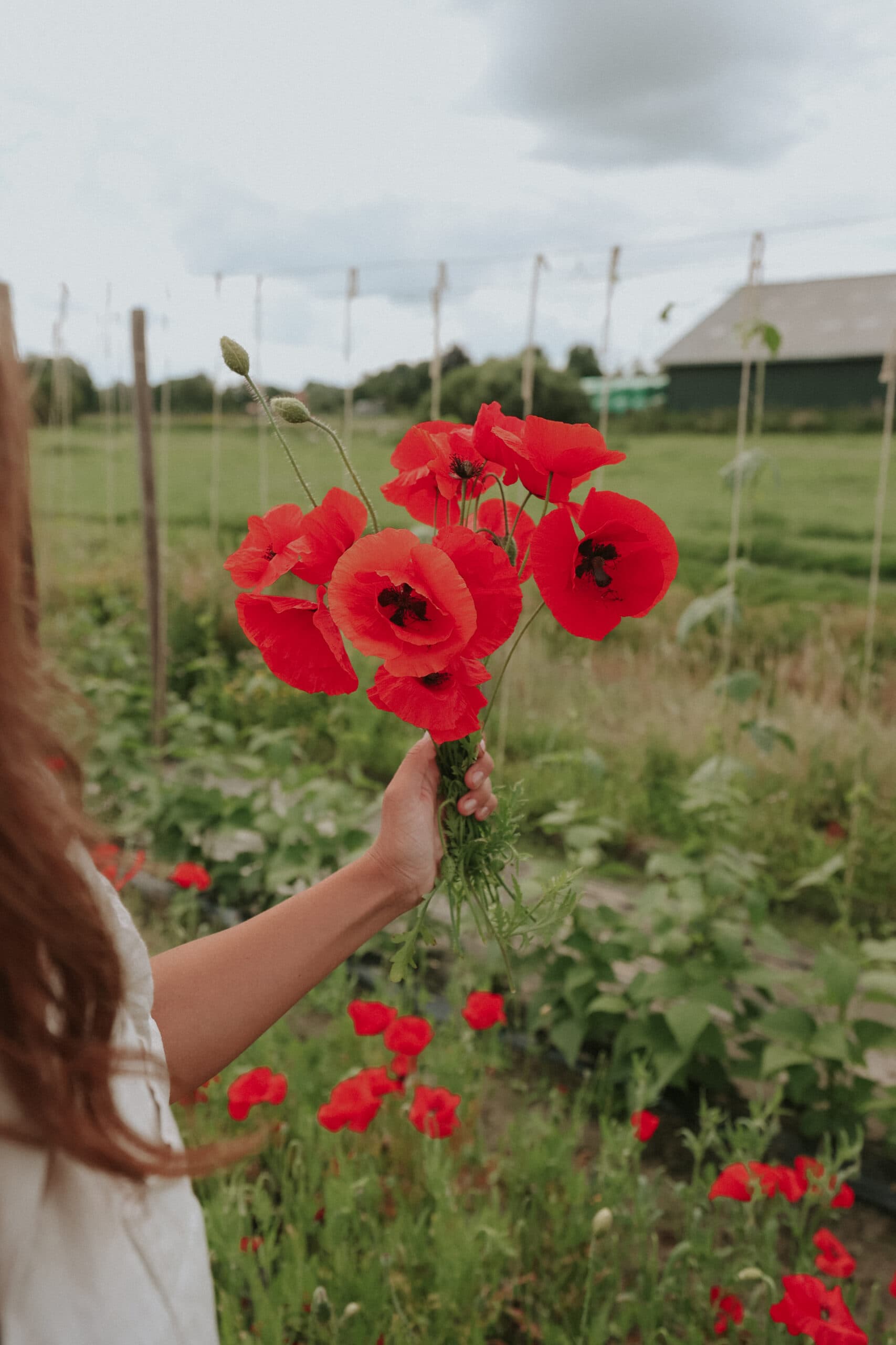 Grow poppies