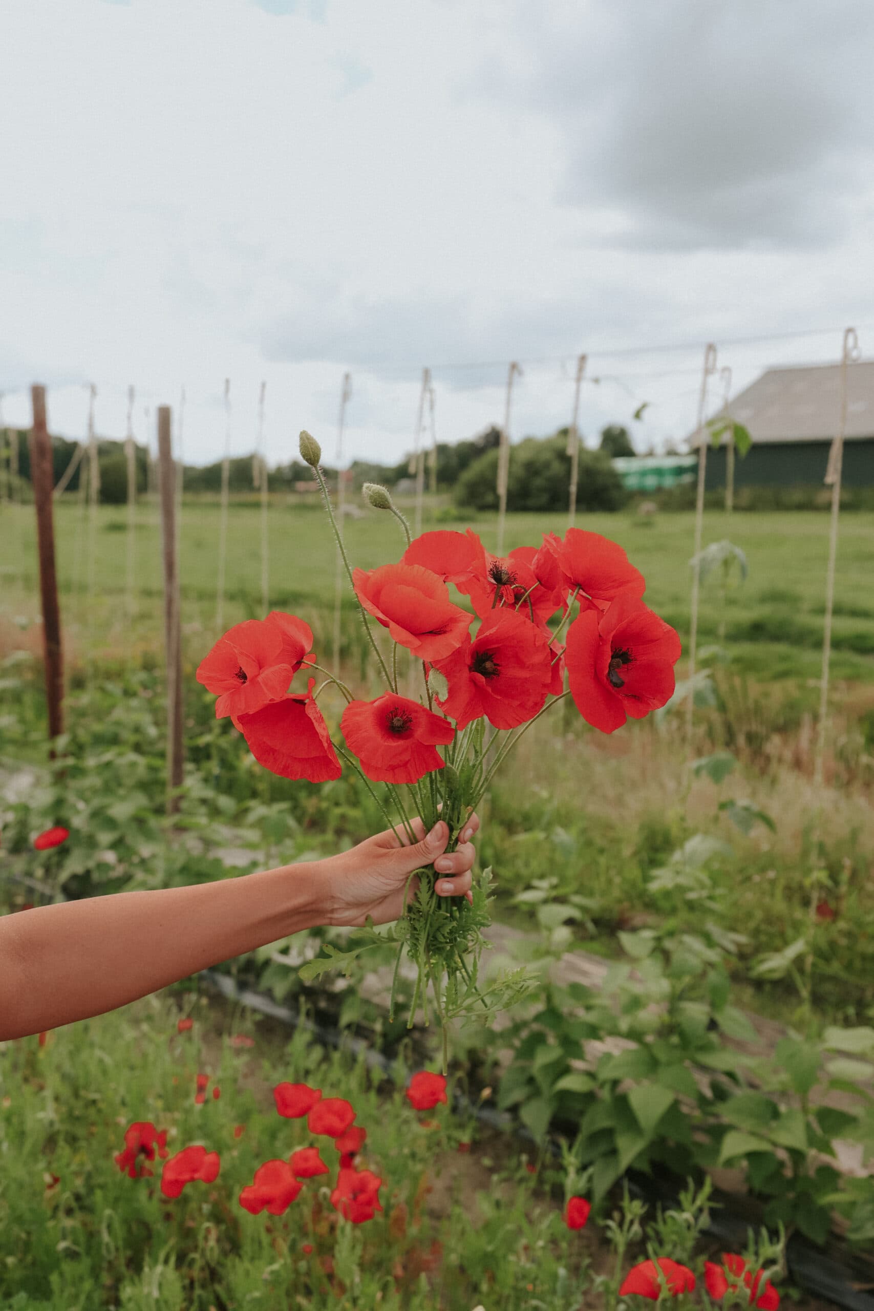 Samen für Mohn