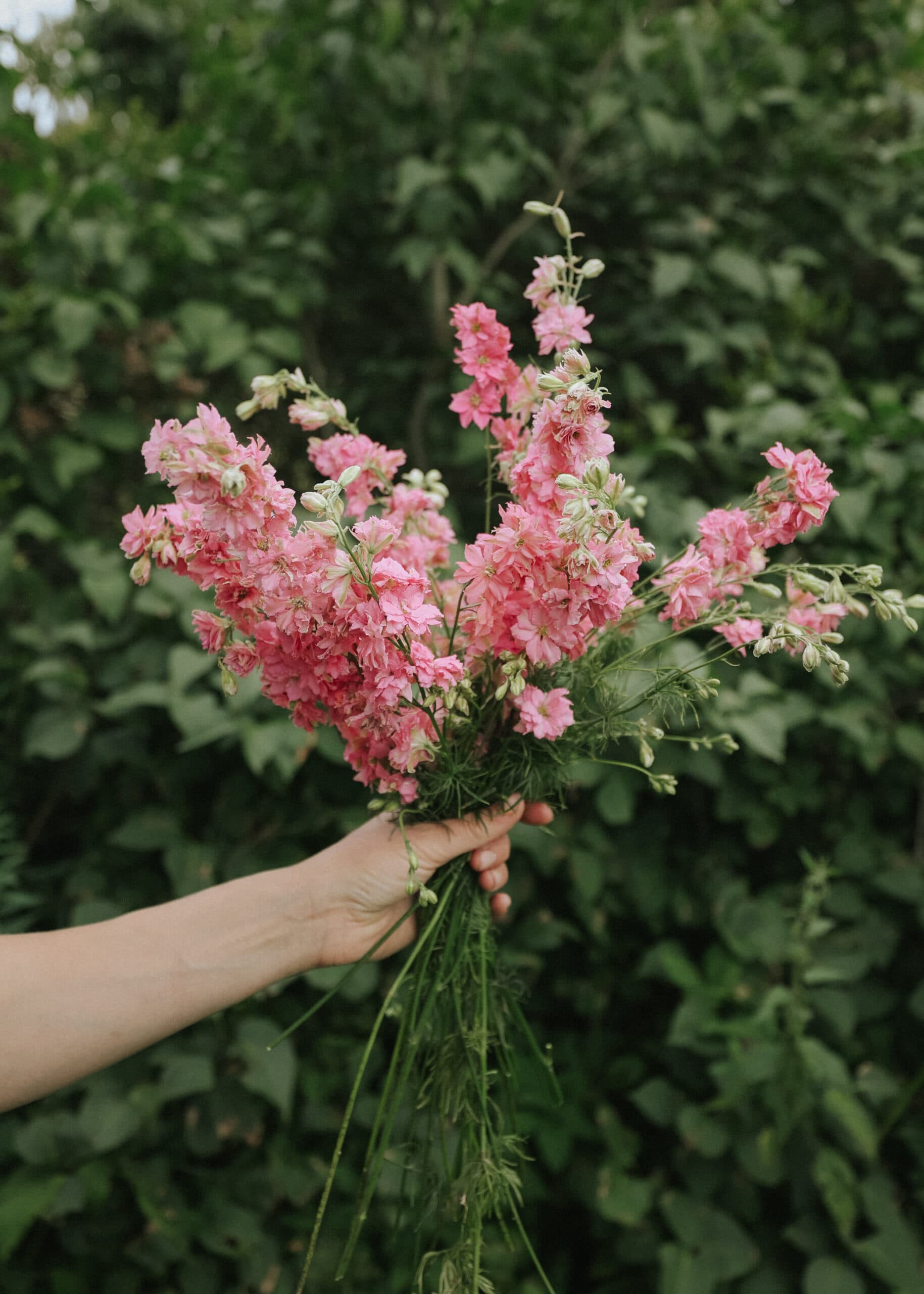 Grow delphinium