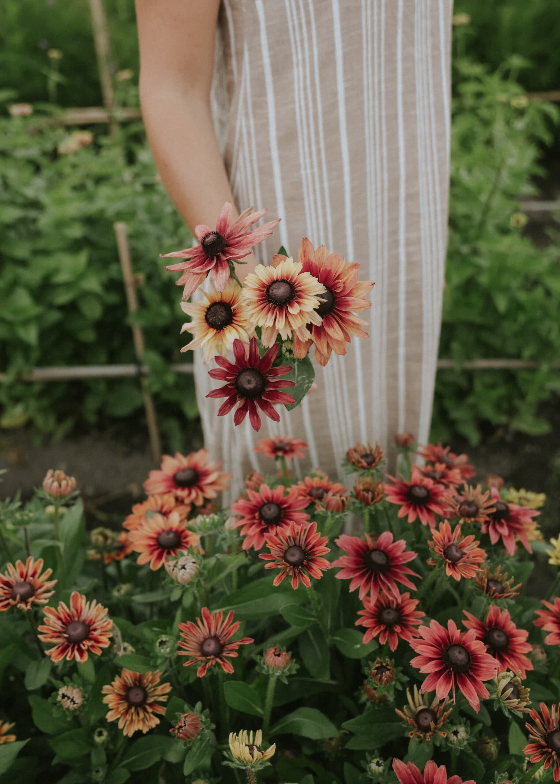 Sommarrudbeckia