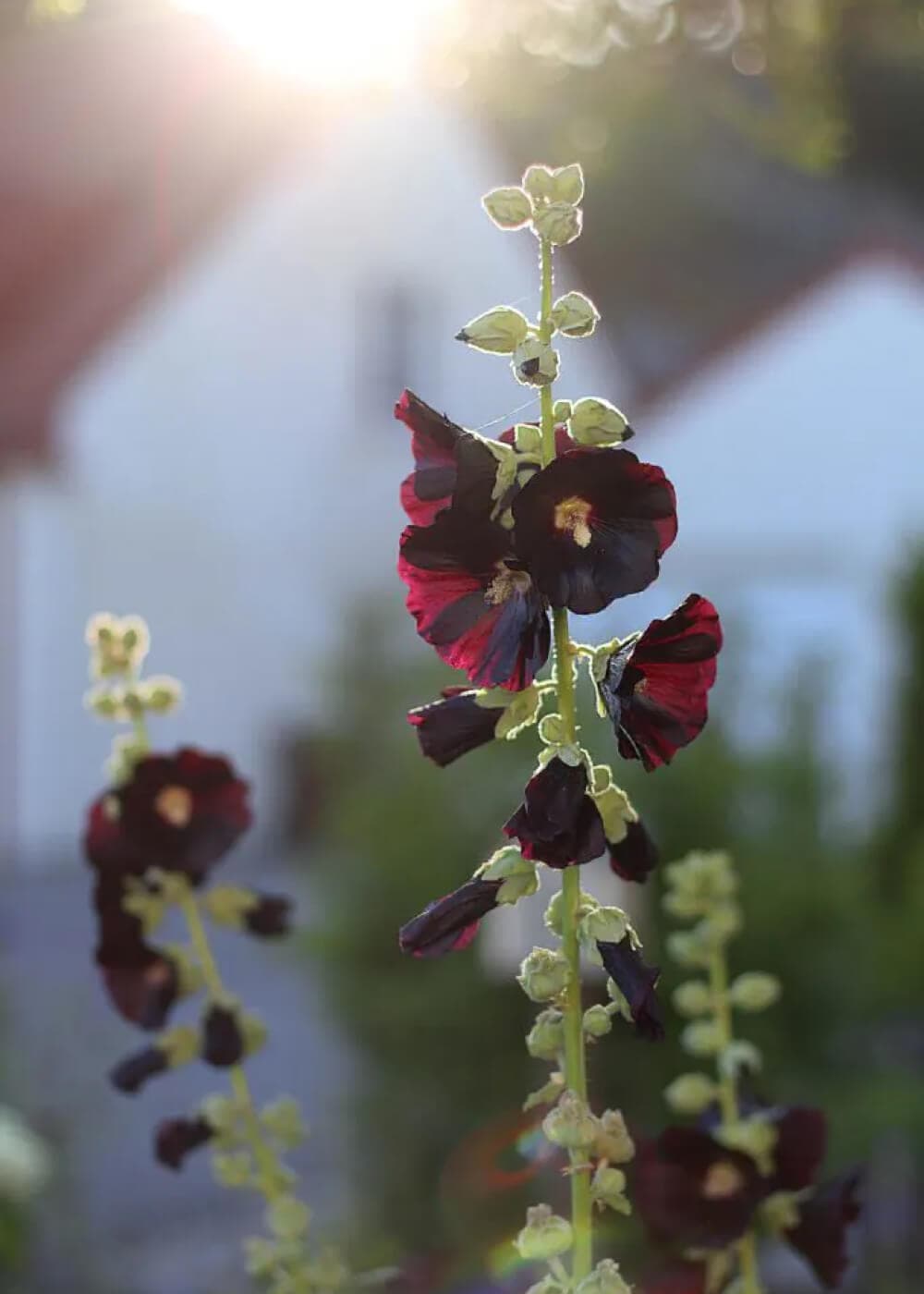 Cultiver des roses trémières