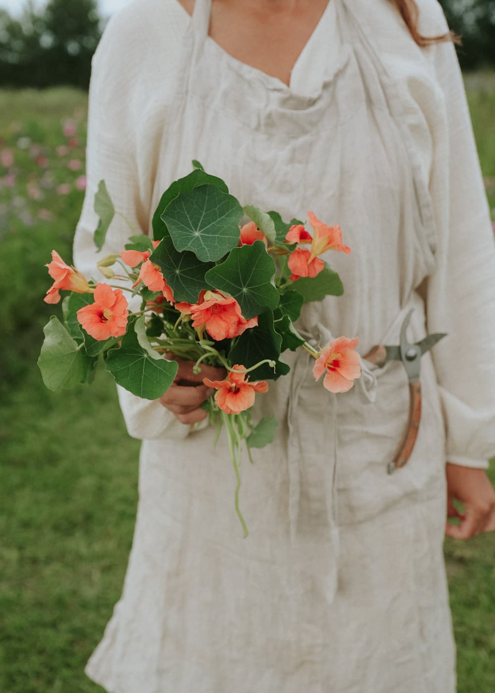 Grow nasturtium