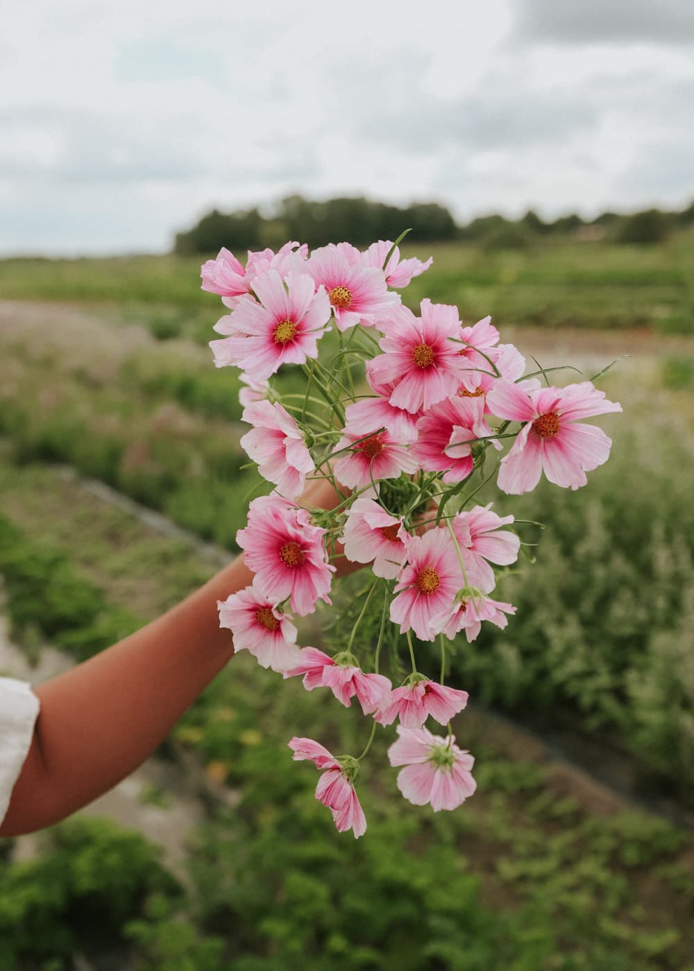 Grow Cosmos