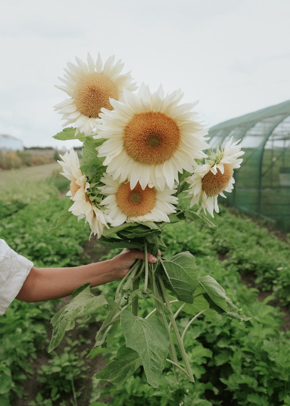 Grow Sunflower