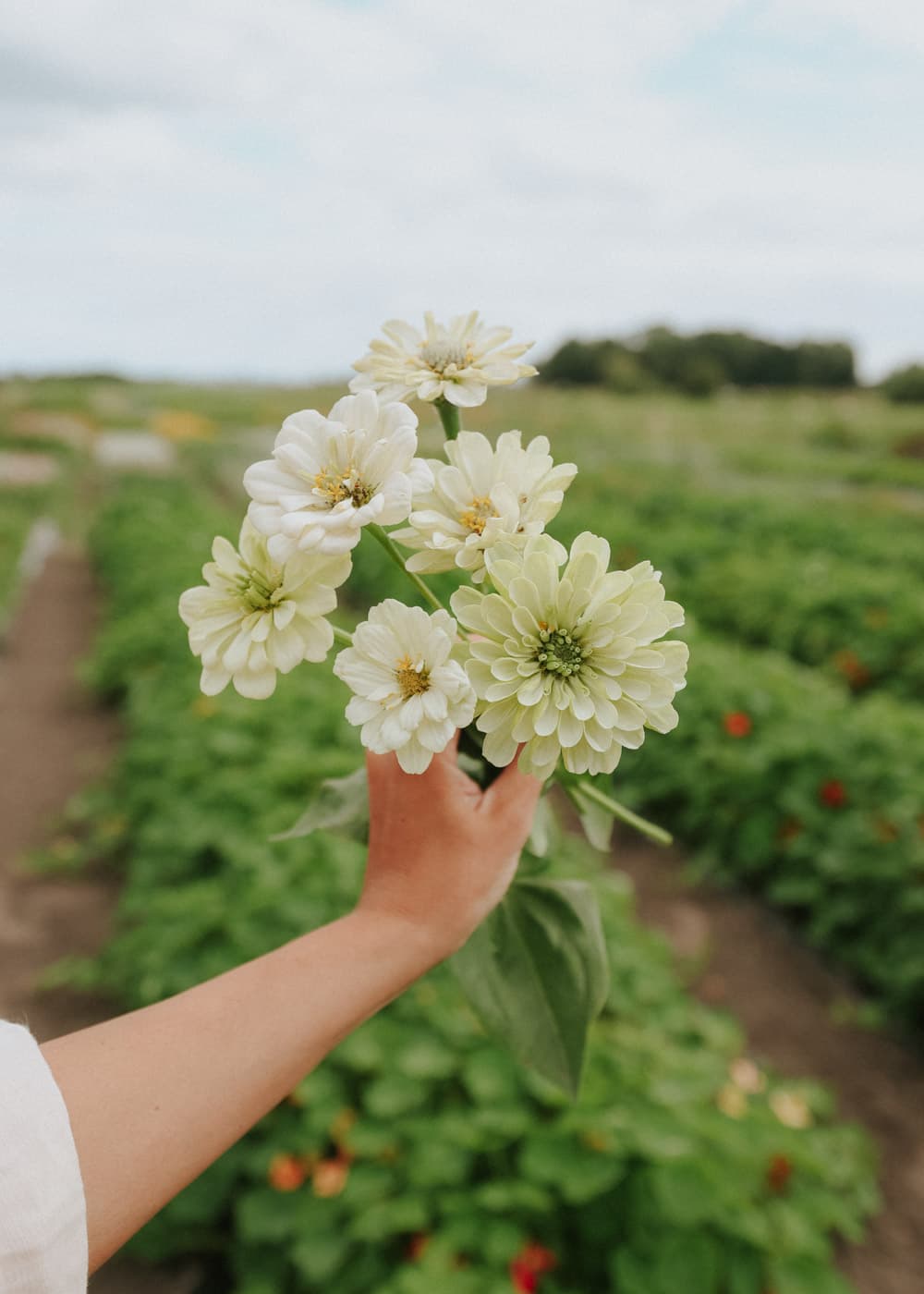 Grow Zinnia