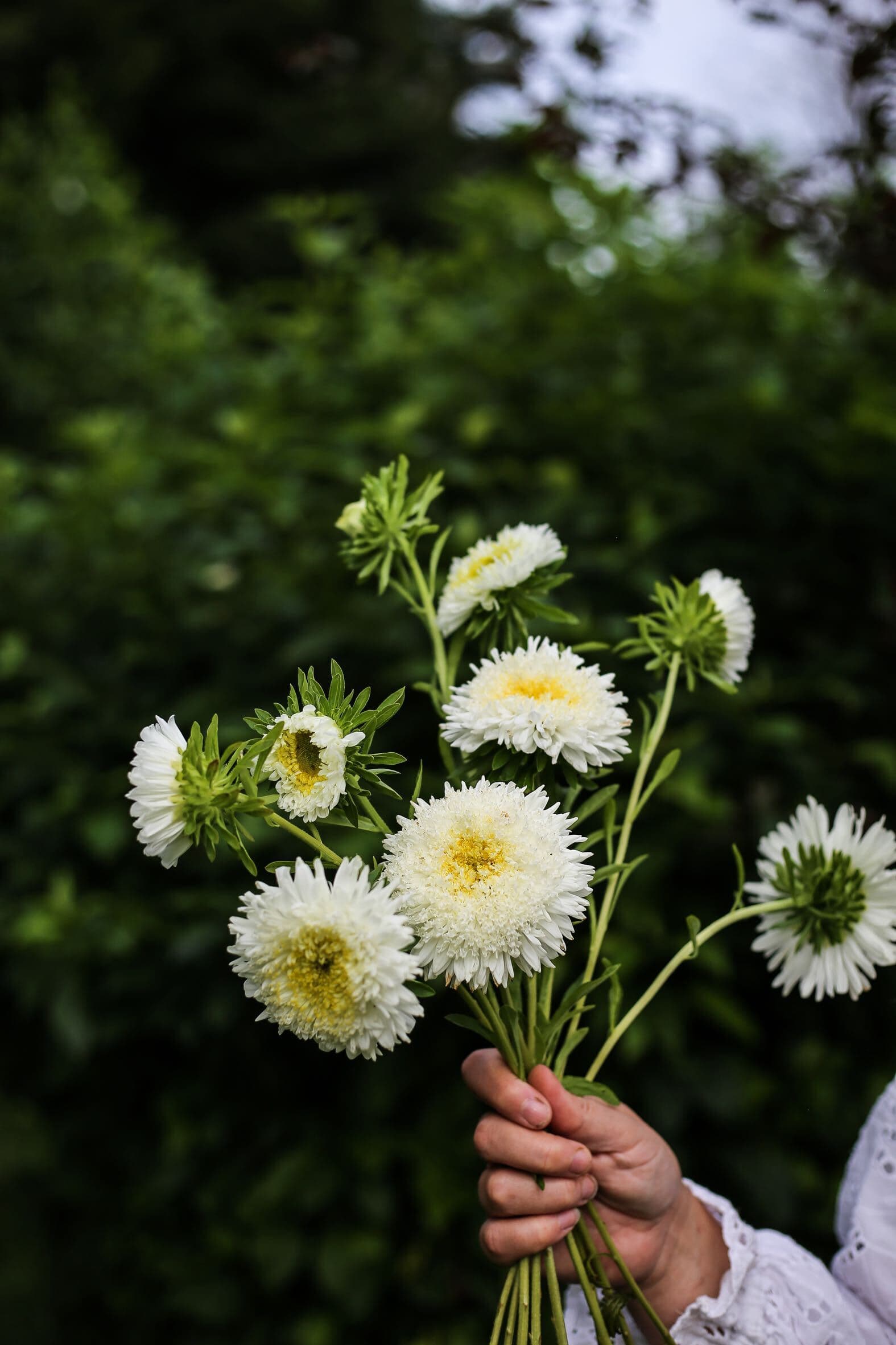 Grow summer asters