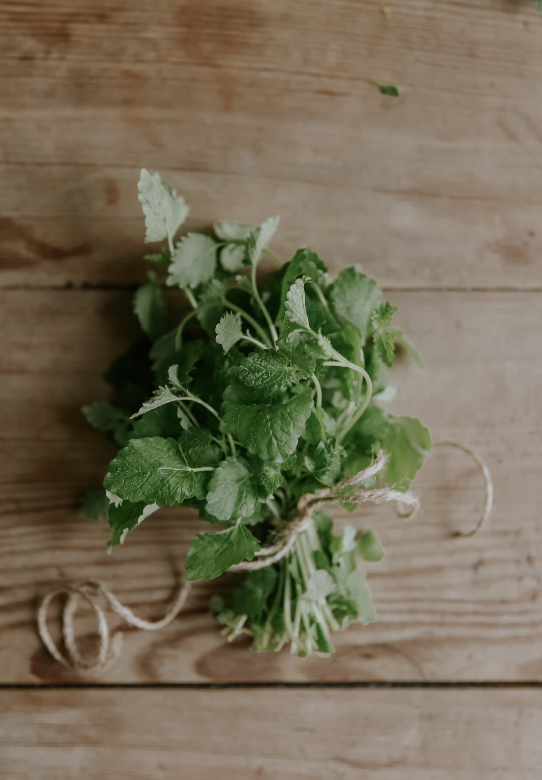 Grow Lemon Balm