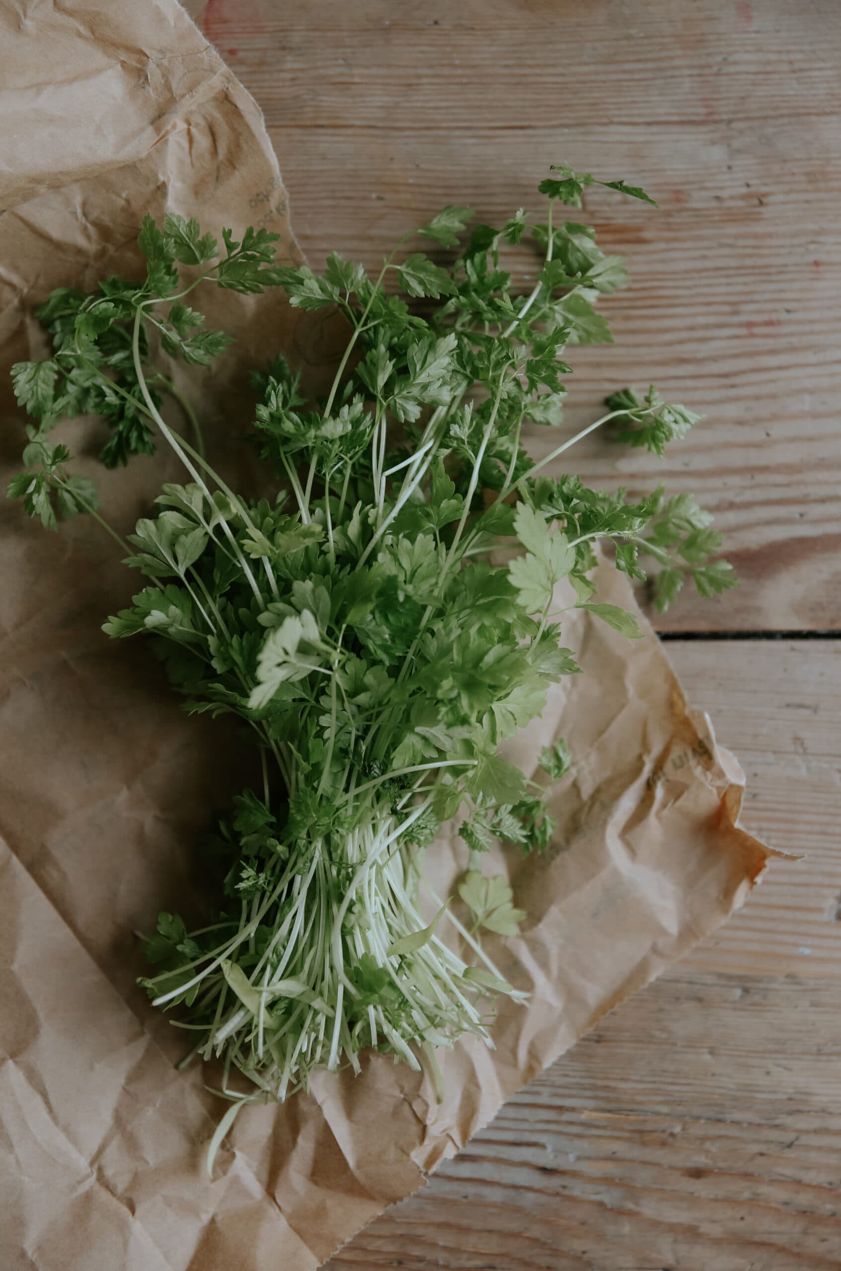 Grow Danish Chervil