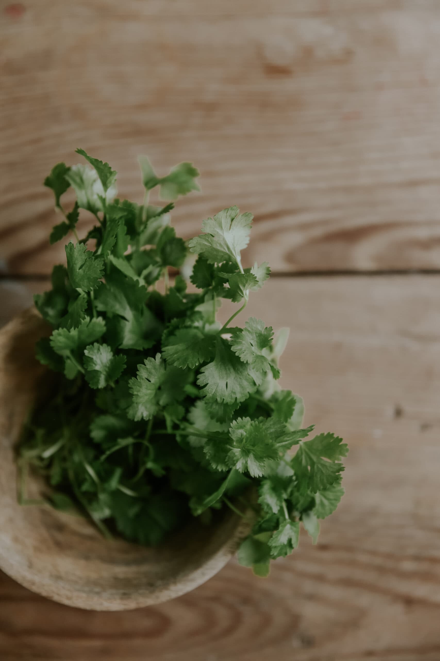 Grow Coriander