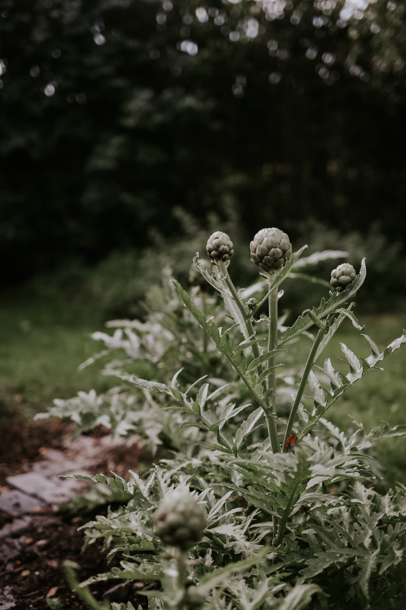 plantor utav gröna kronärtskockor