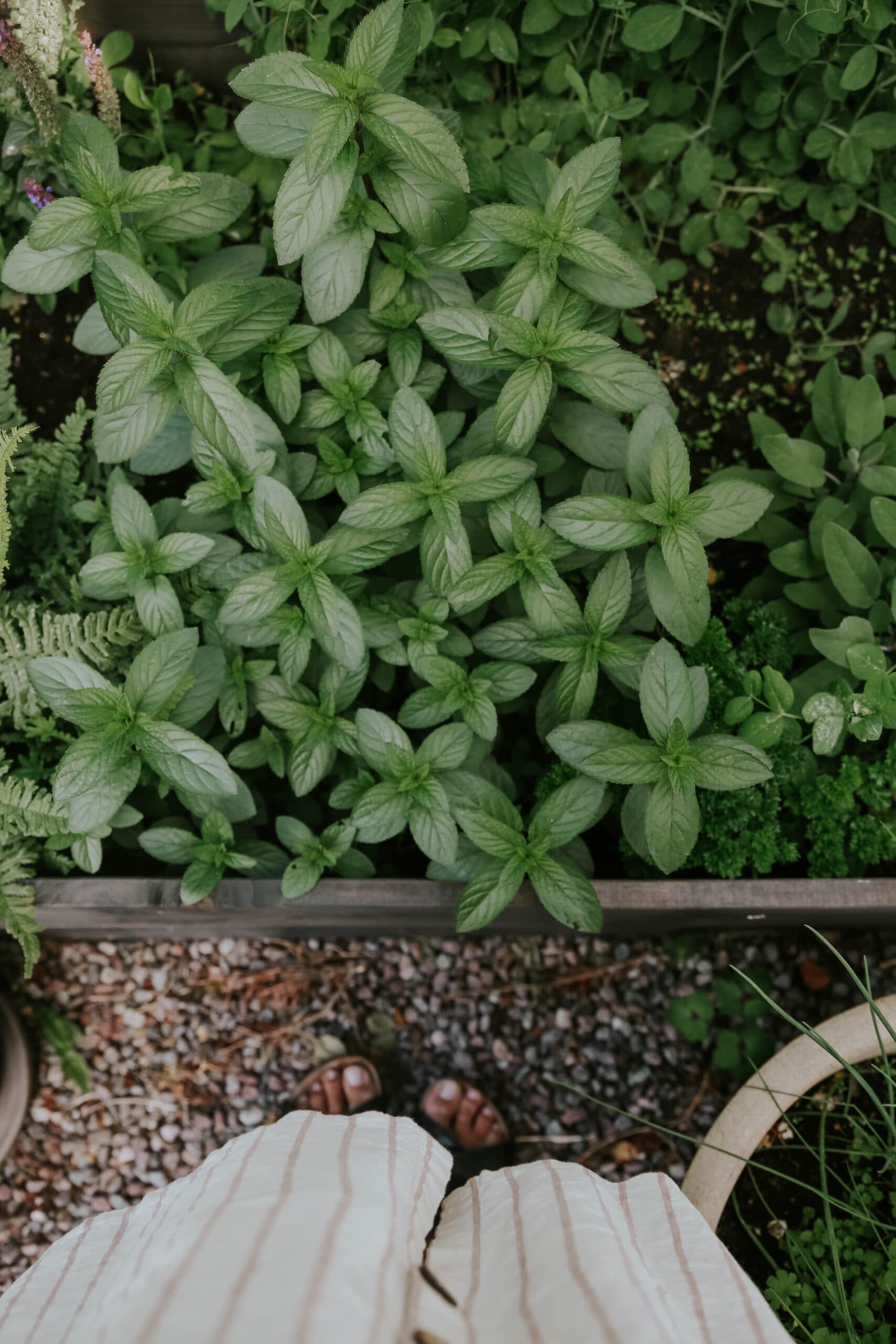 Mint seeds