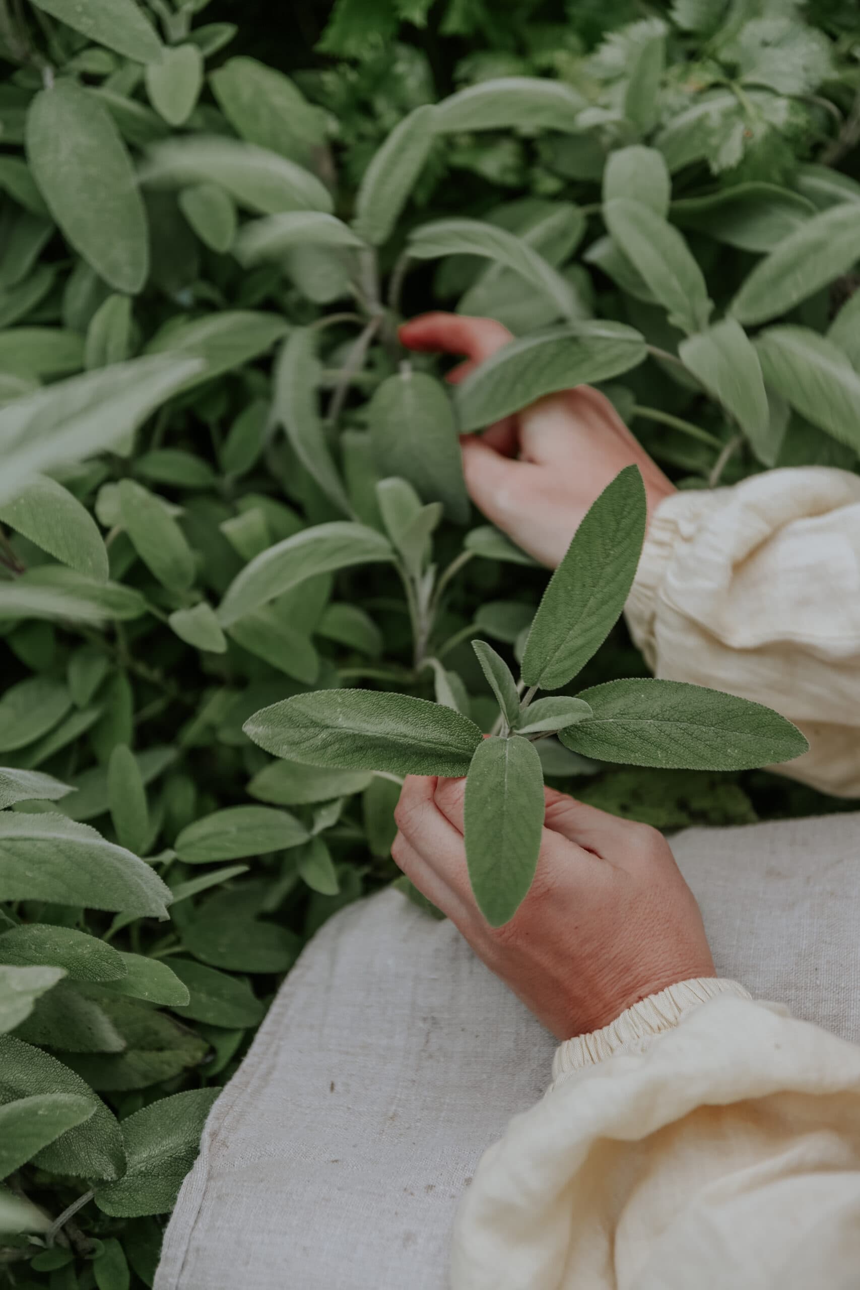 Odla Kryddsalvia