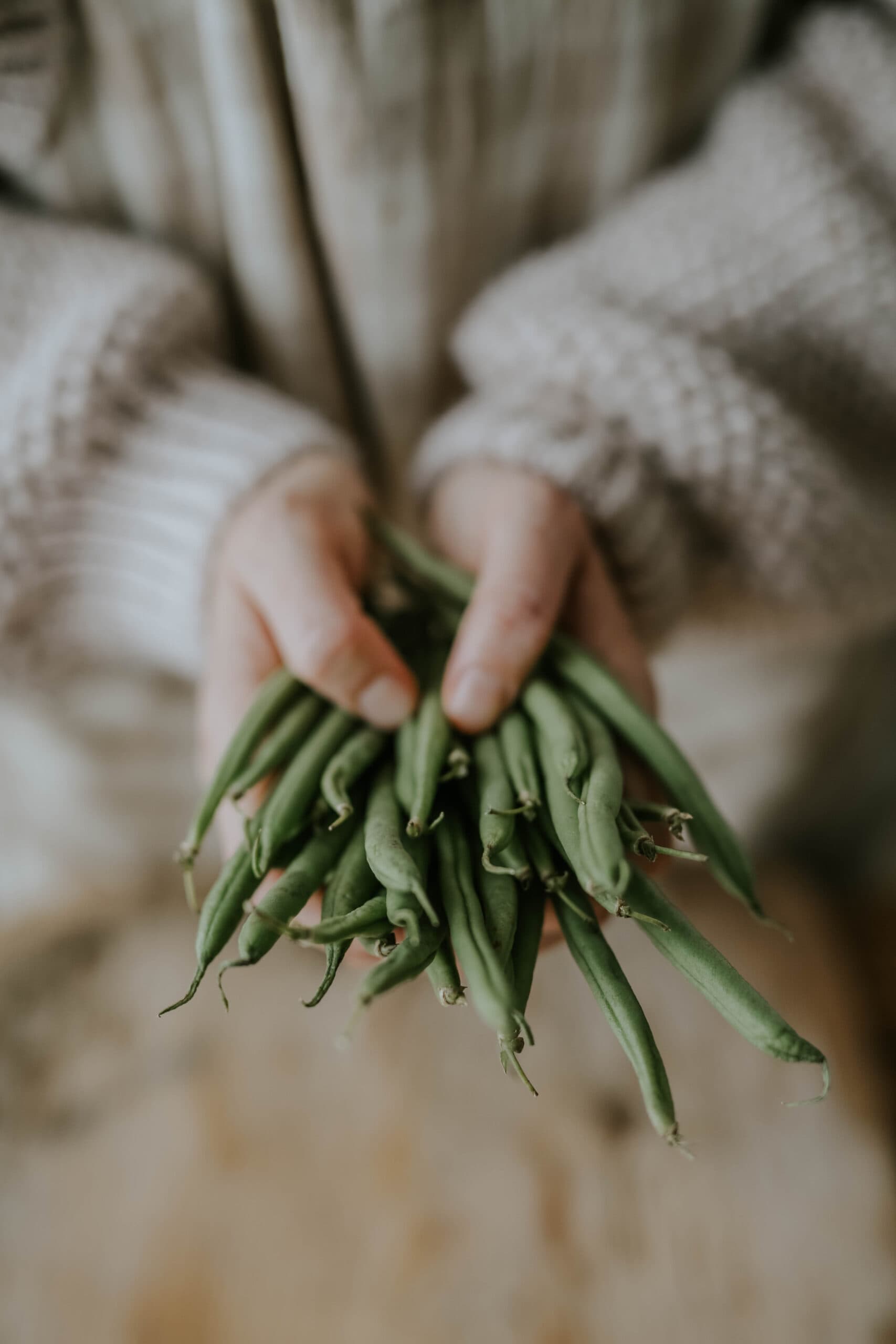 Graines de haricots