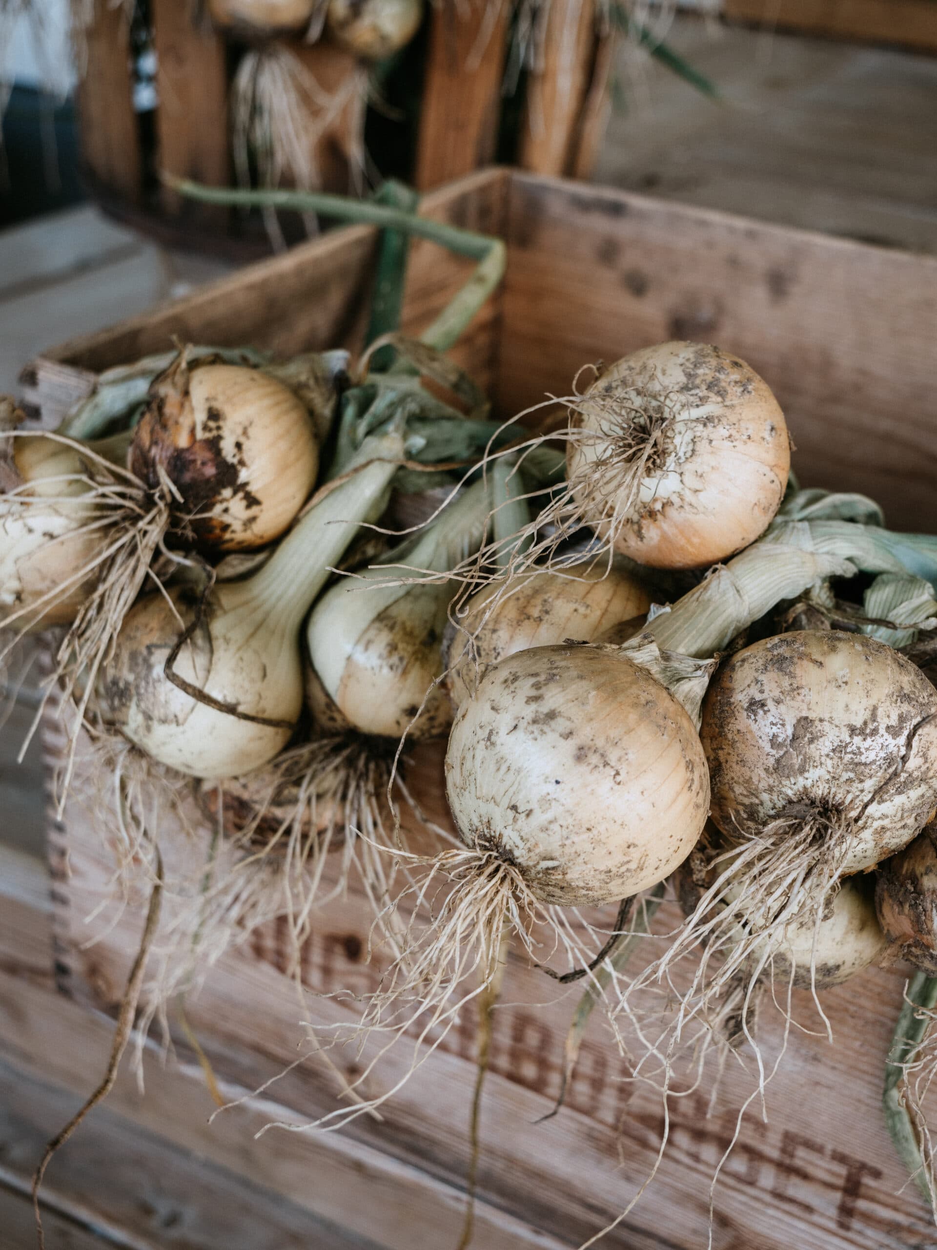 Grow yellow onion