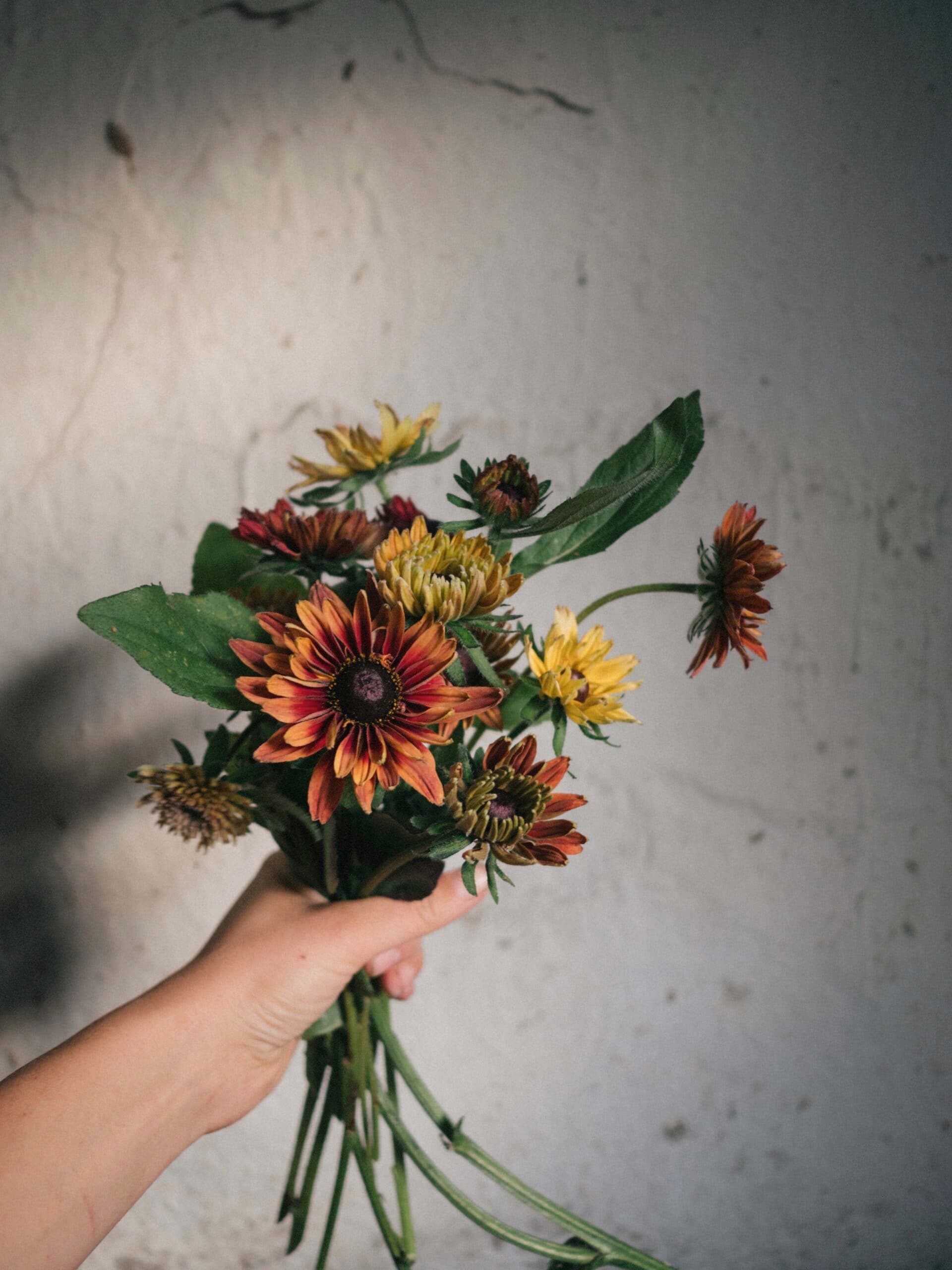 Odla Sommarrudbeckia