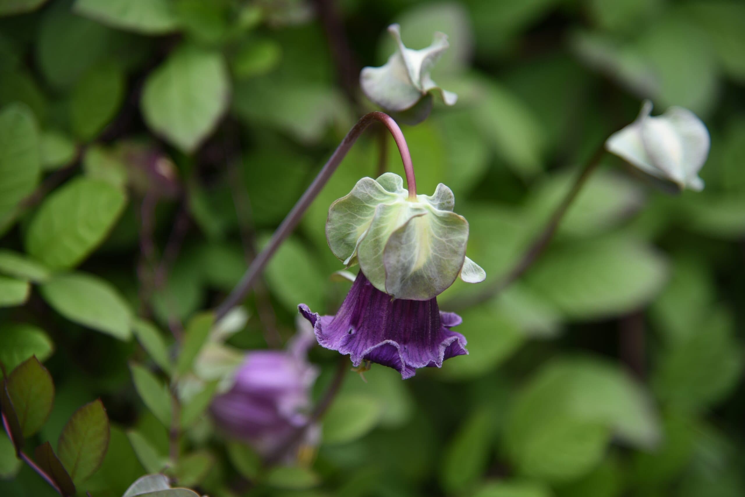 Grow bell vine