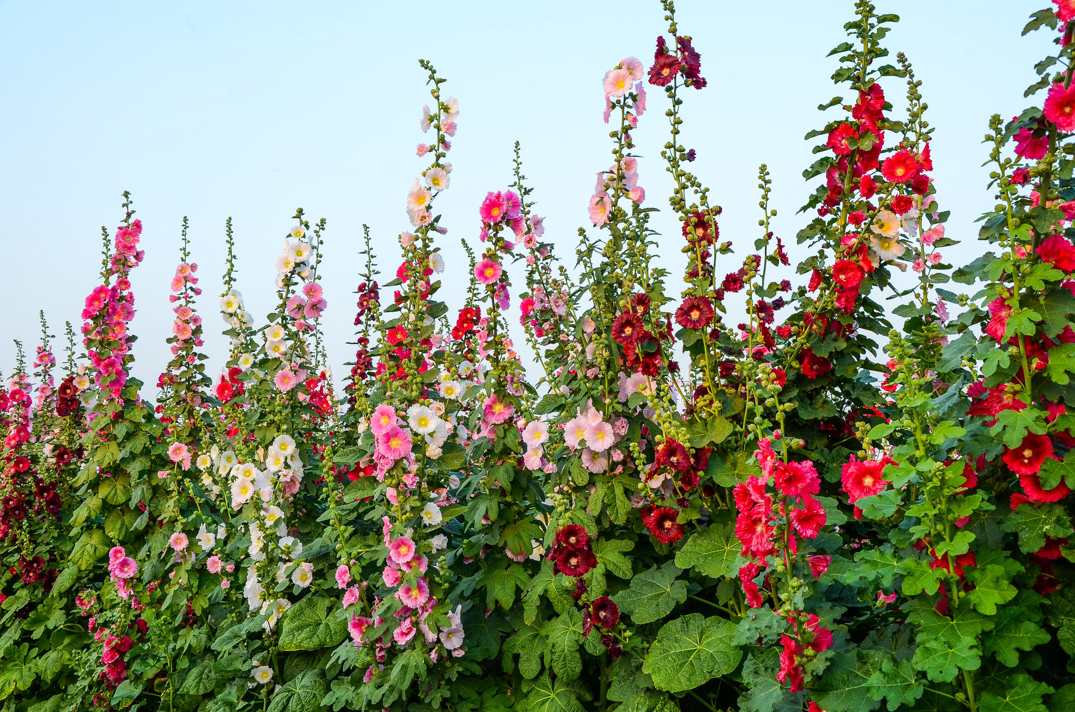 Hollyhock