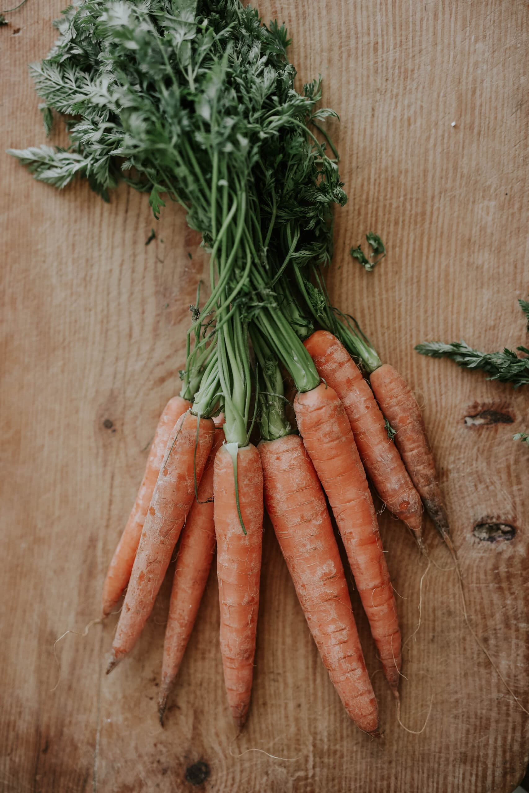 Carrot seeds