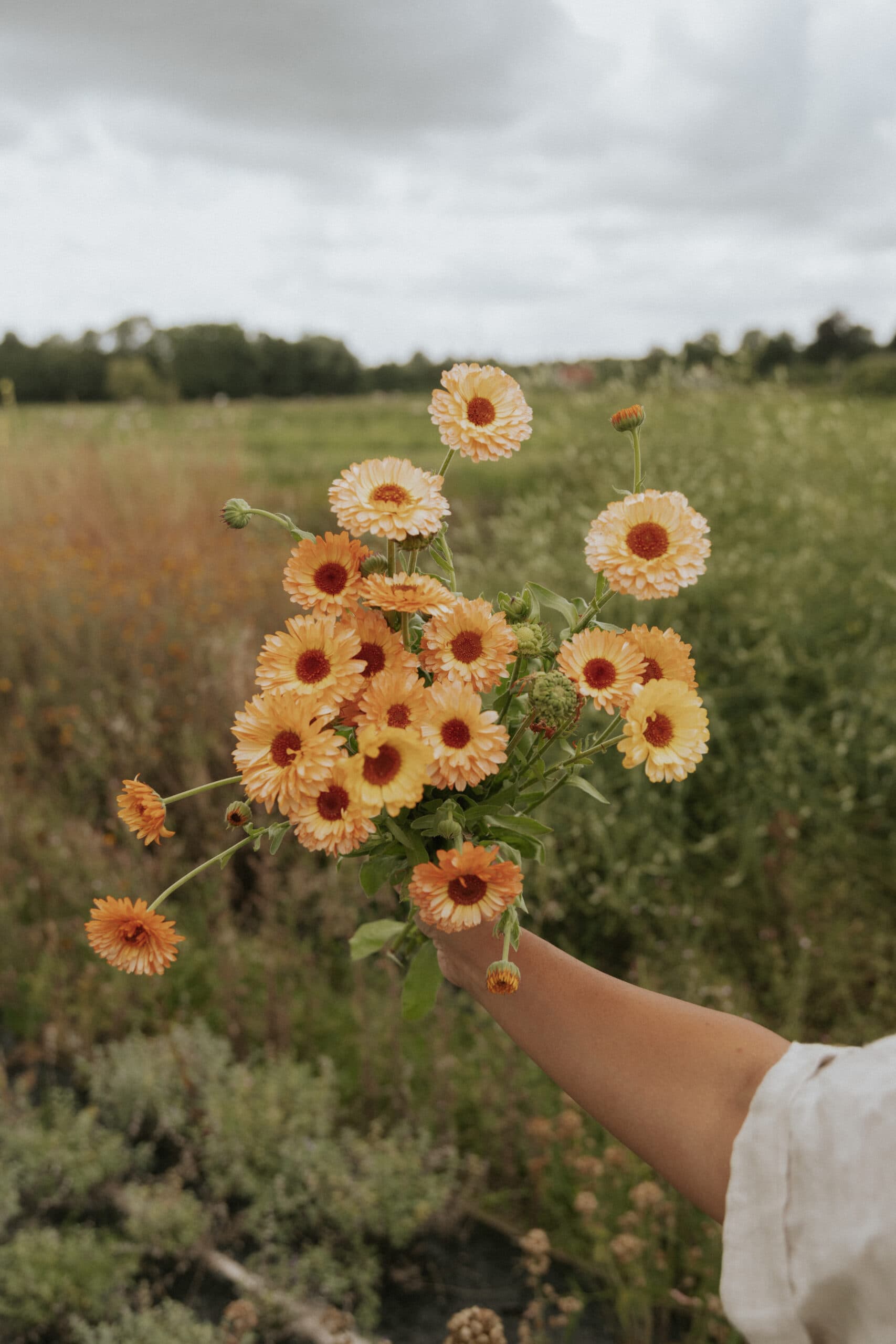 Grow marigold