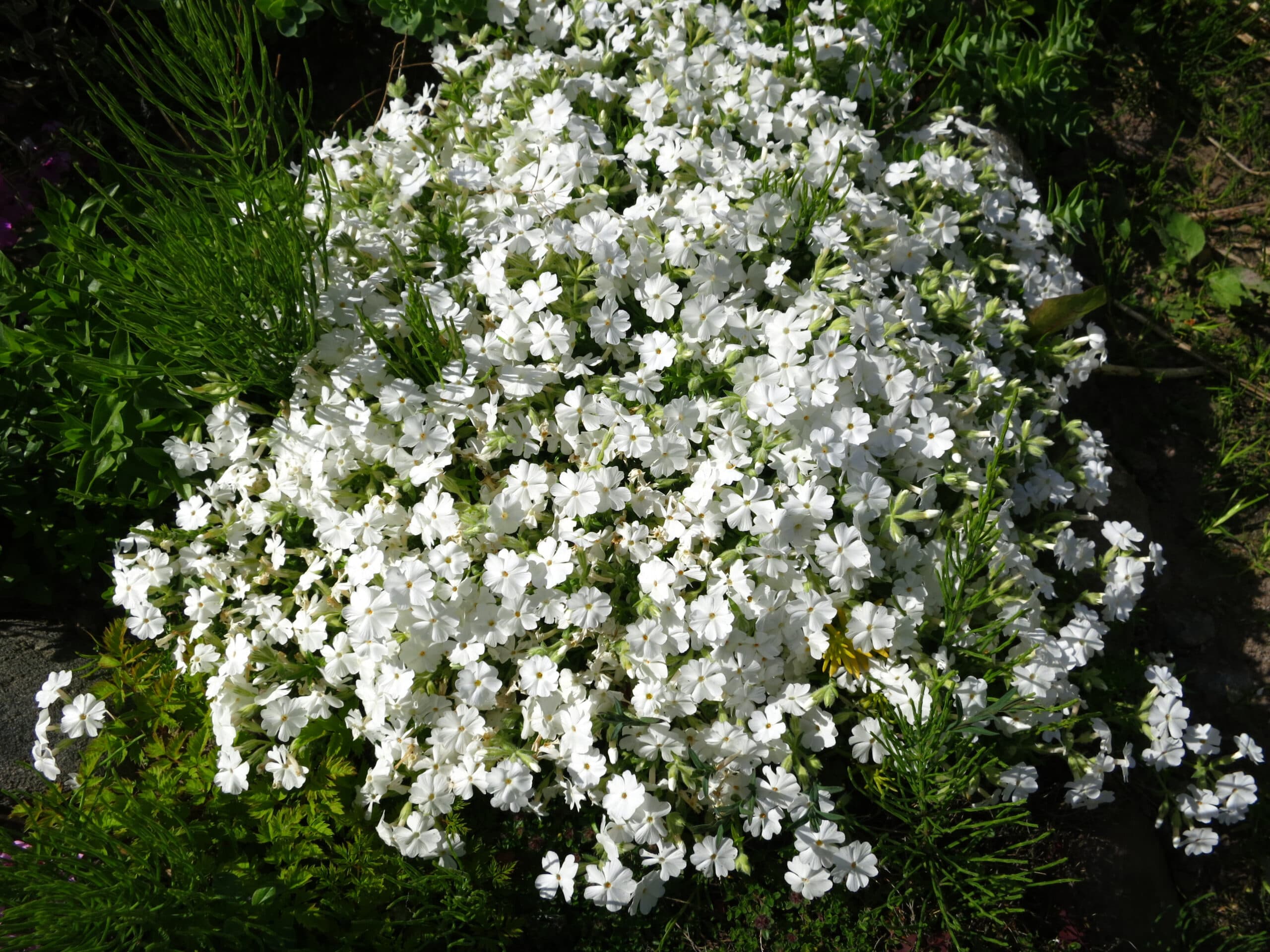 Samen für Sommerphlox