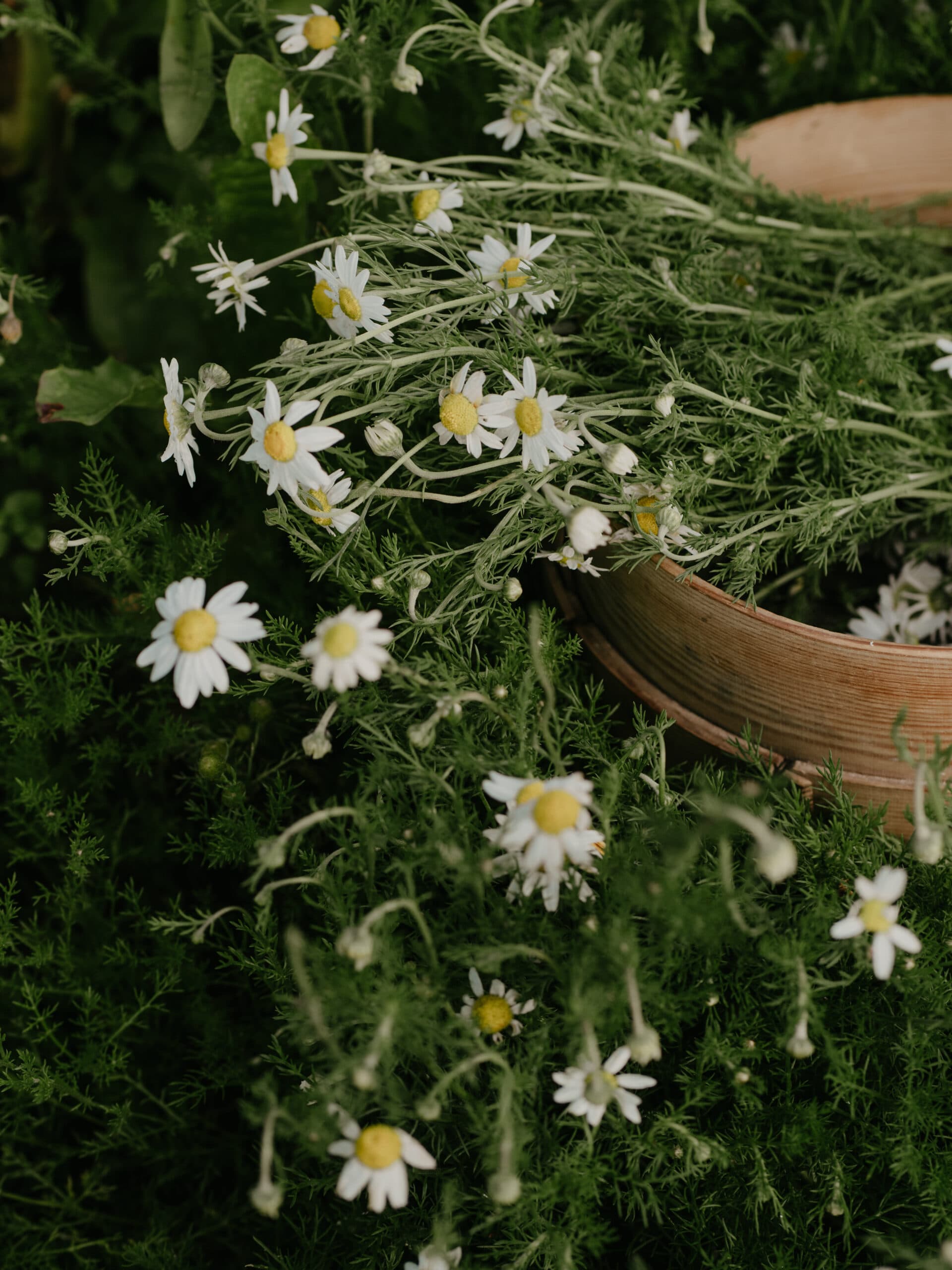 Grow chamomile