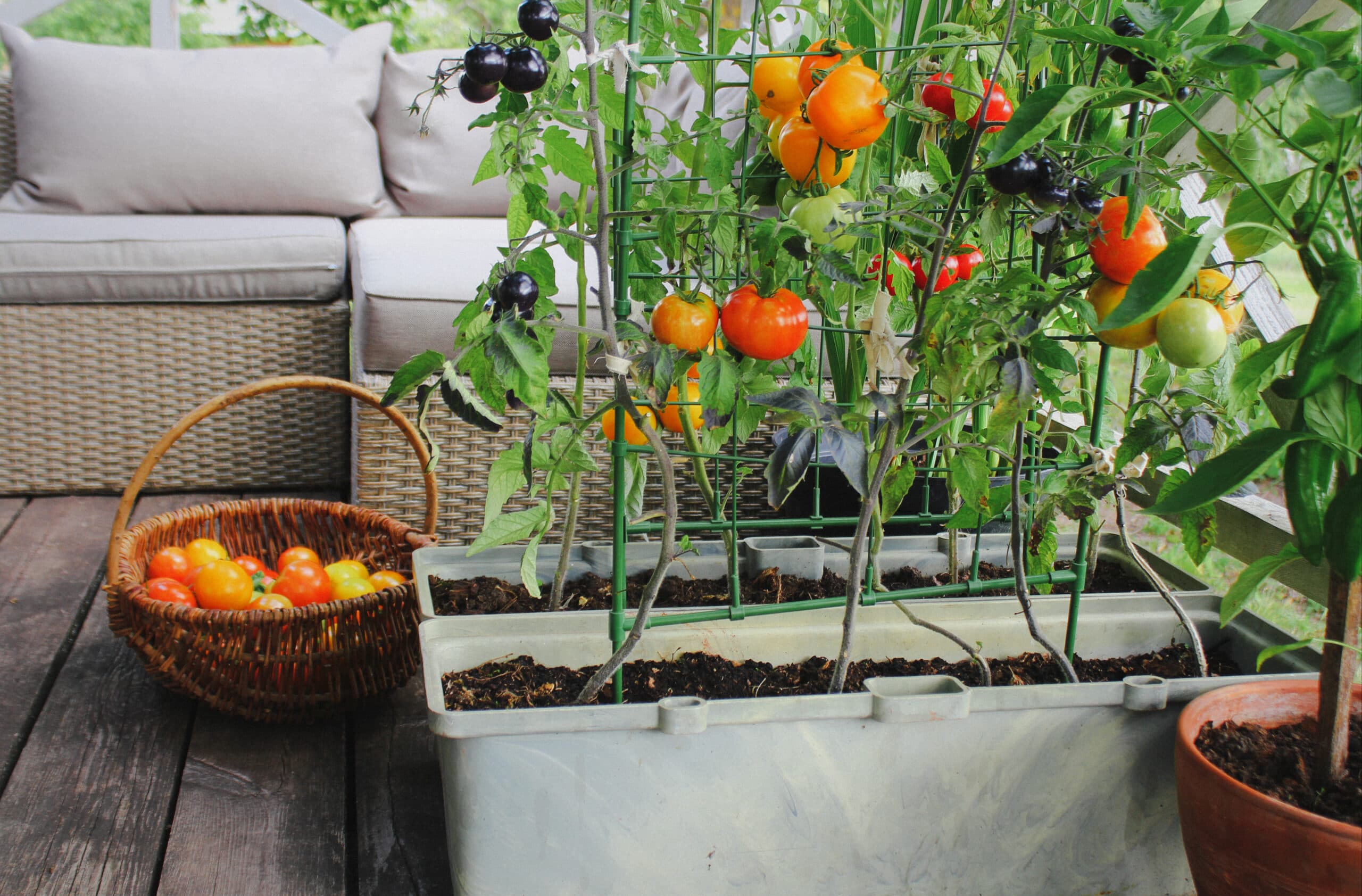 Gardening on a balcony