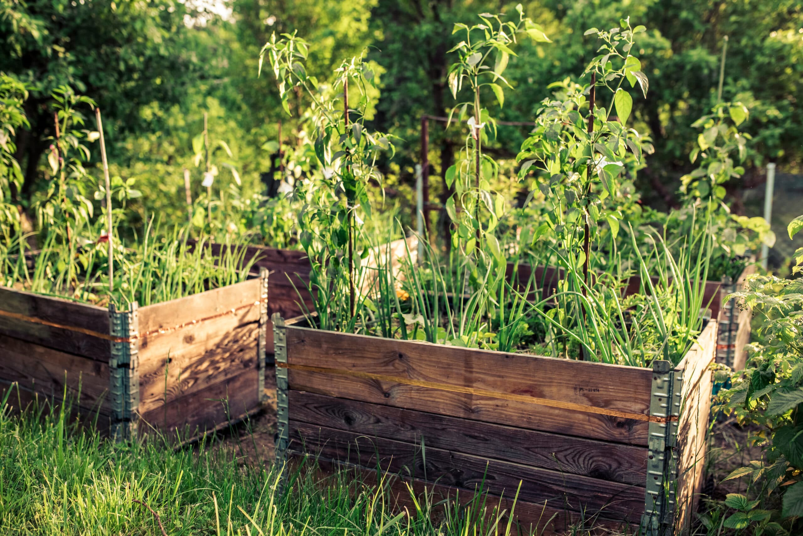 Grow in pallet bed