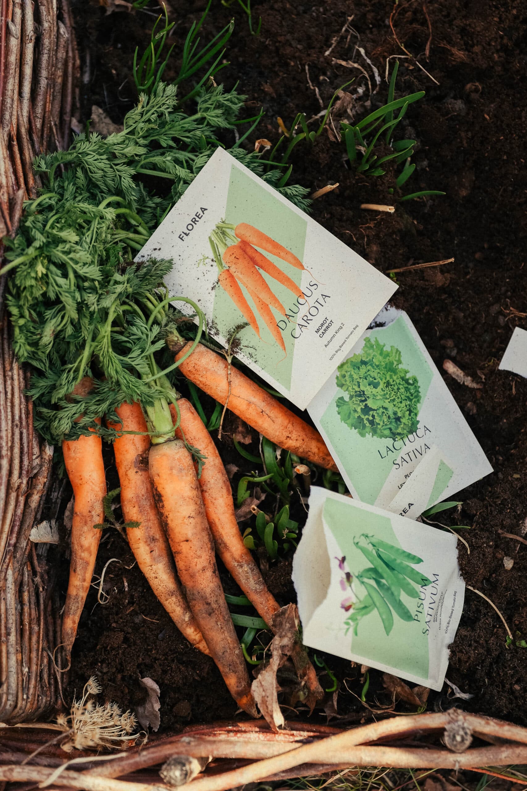 Vegetable Seeds