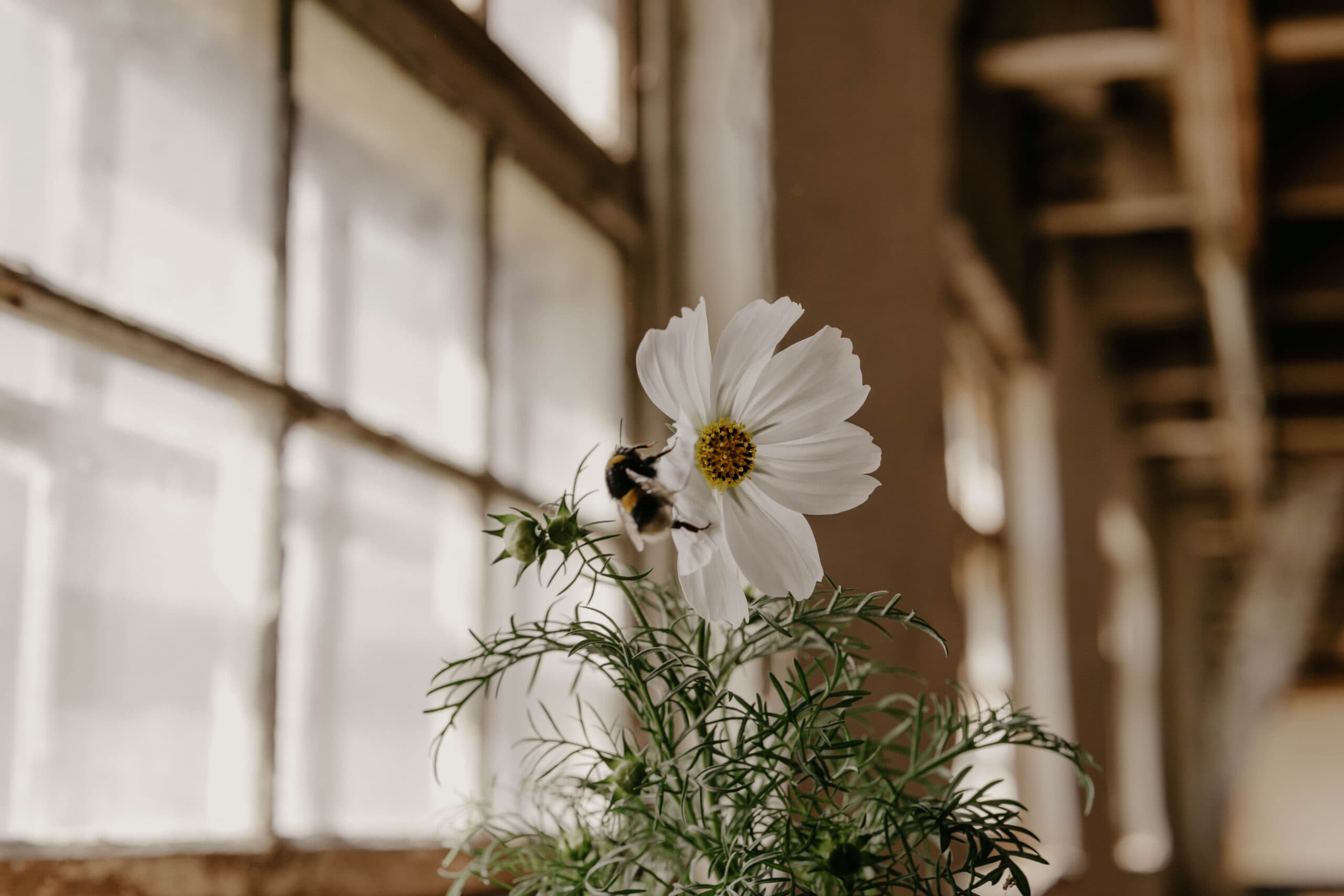 Pollinator Seeds