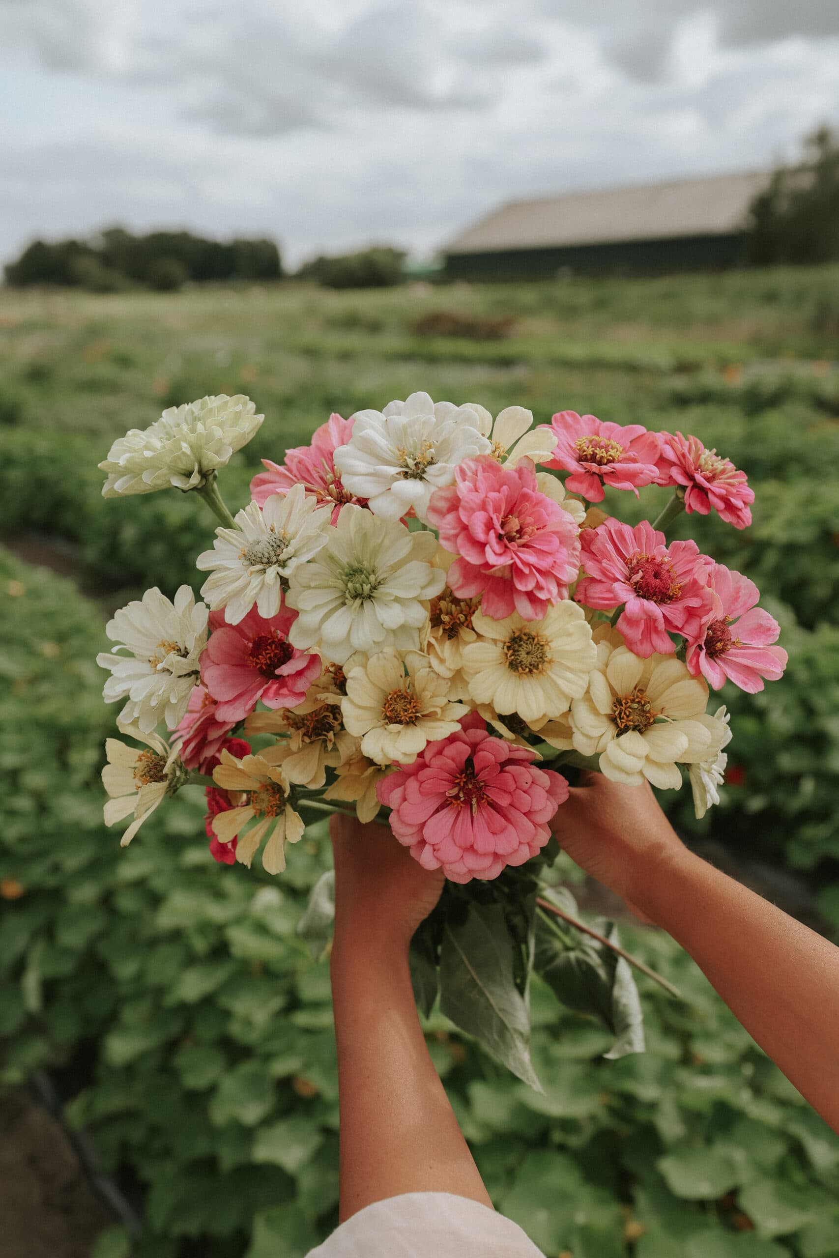 Samen für Zinnien