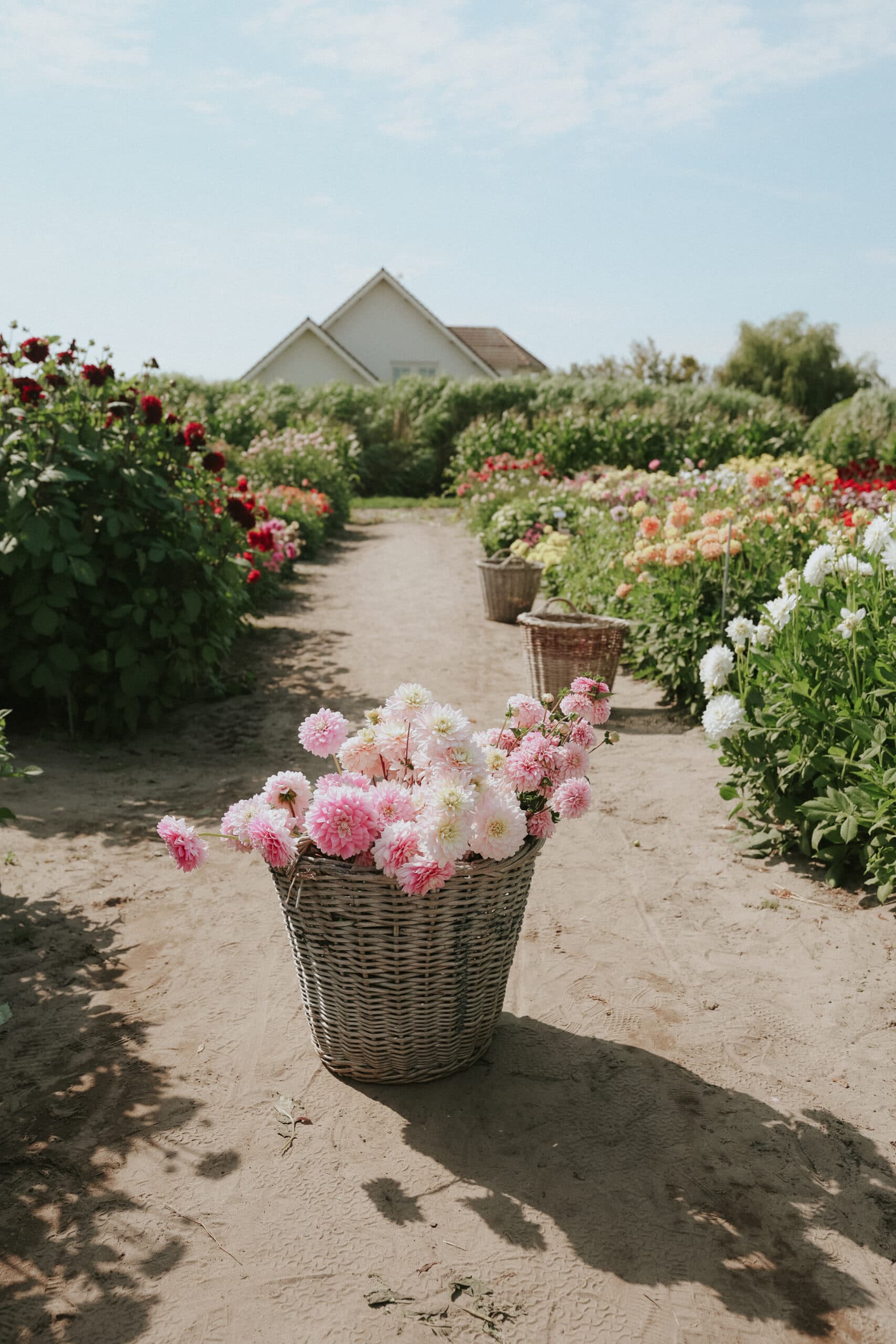 Odla dahlia från knöl