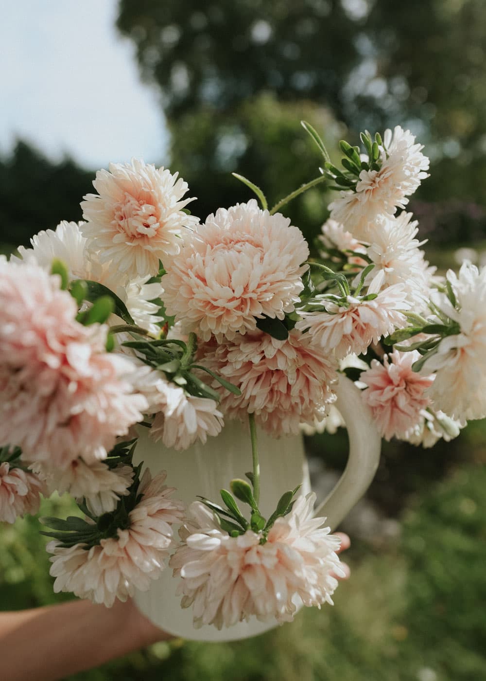 Fröer till aster