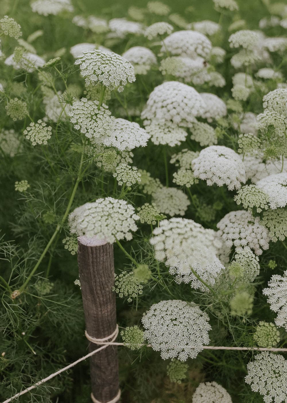 Utfyllnadsblommor