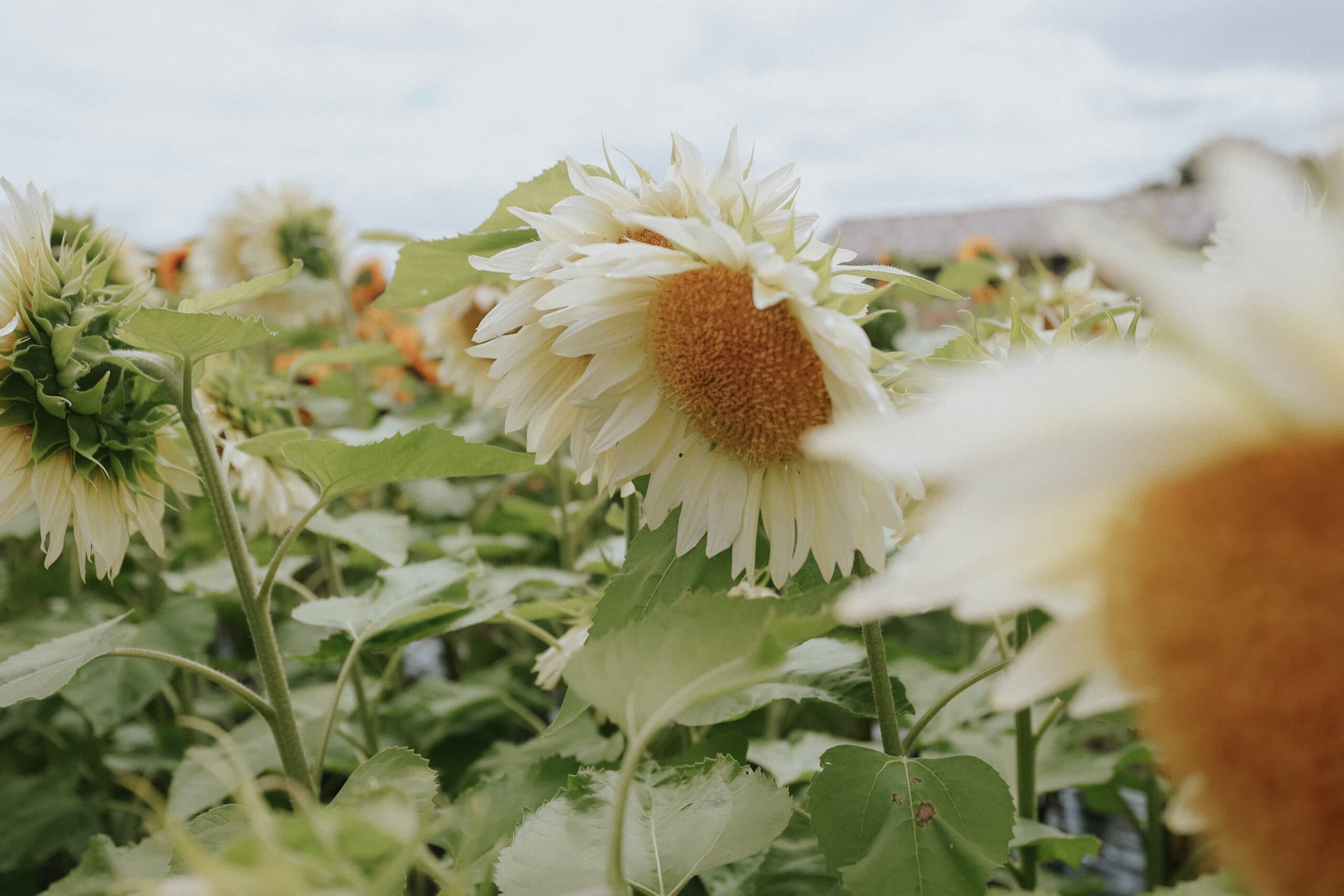 Sunflower seeds