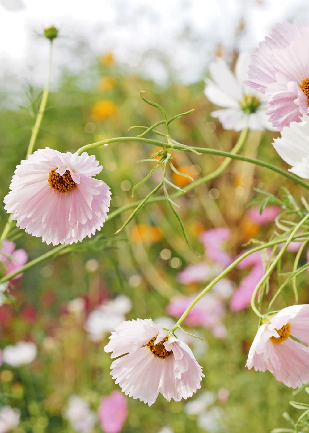 Alle kan dyrke blomster