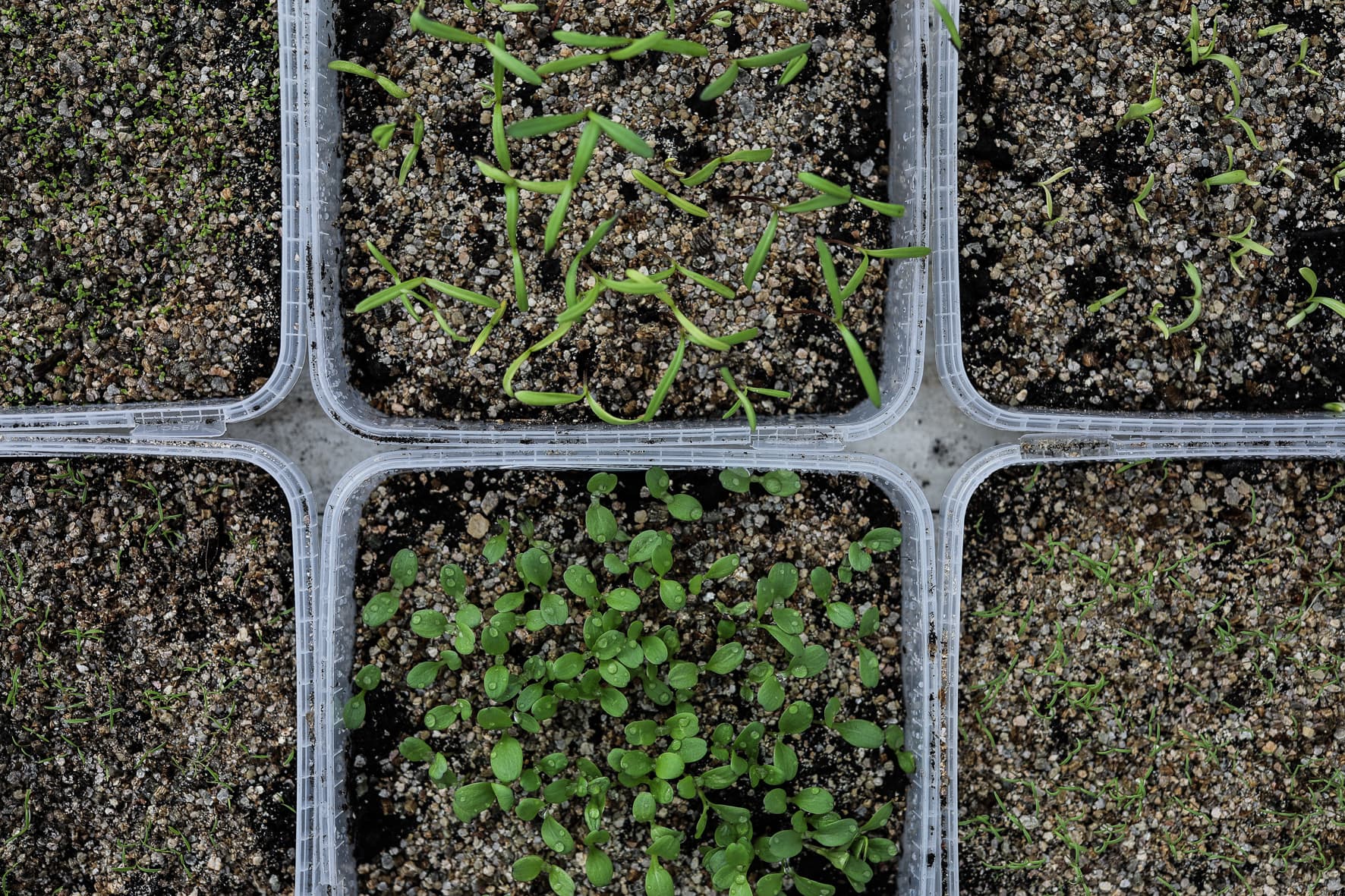 Seeds for cold stratification