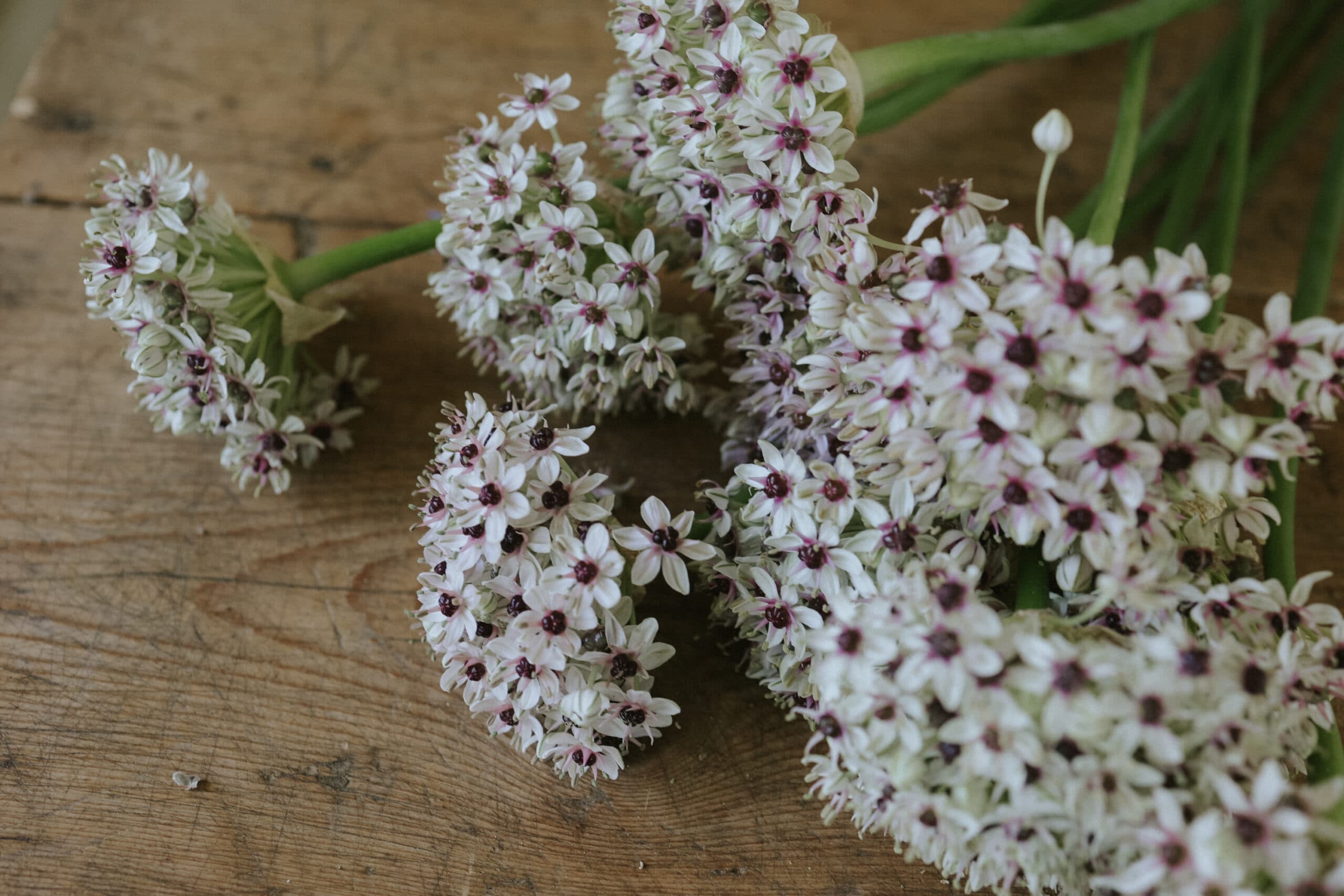 Allium-Zwiebeln