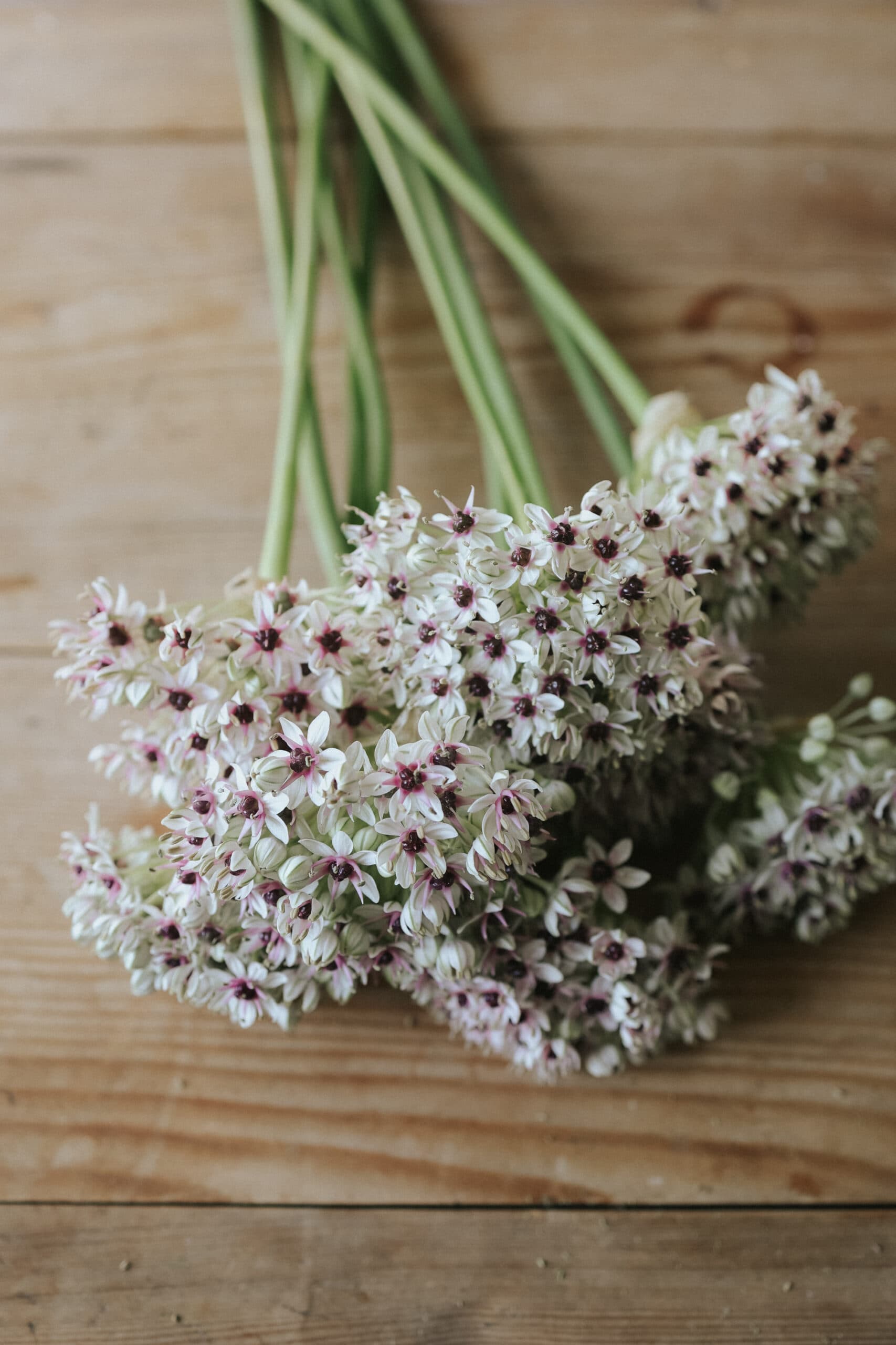 Cultiver l'allium