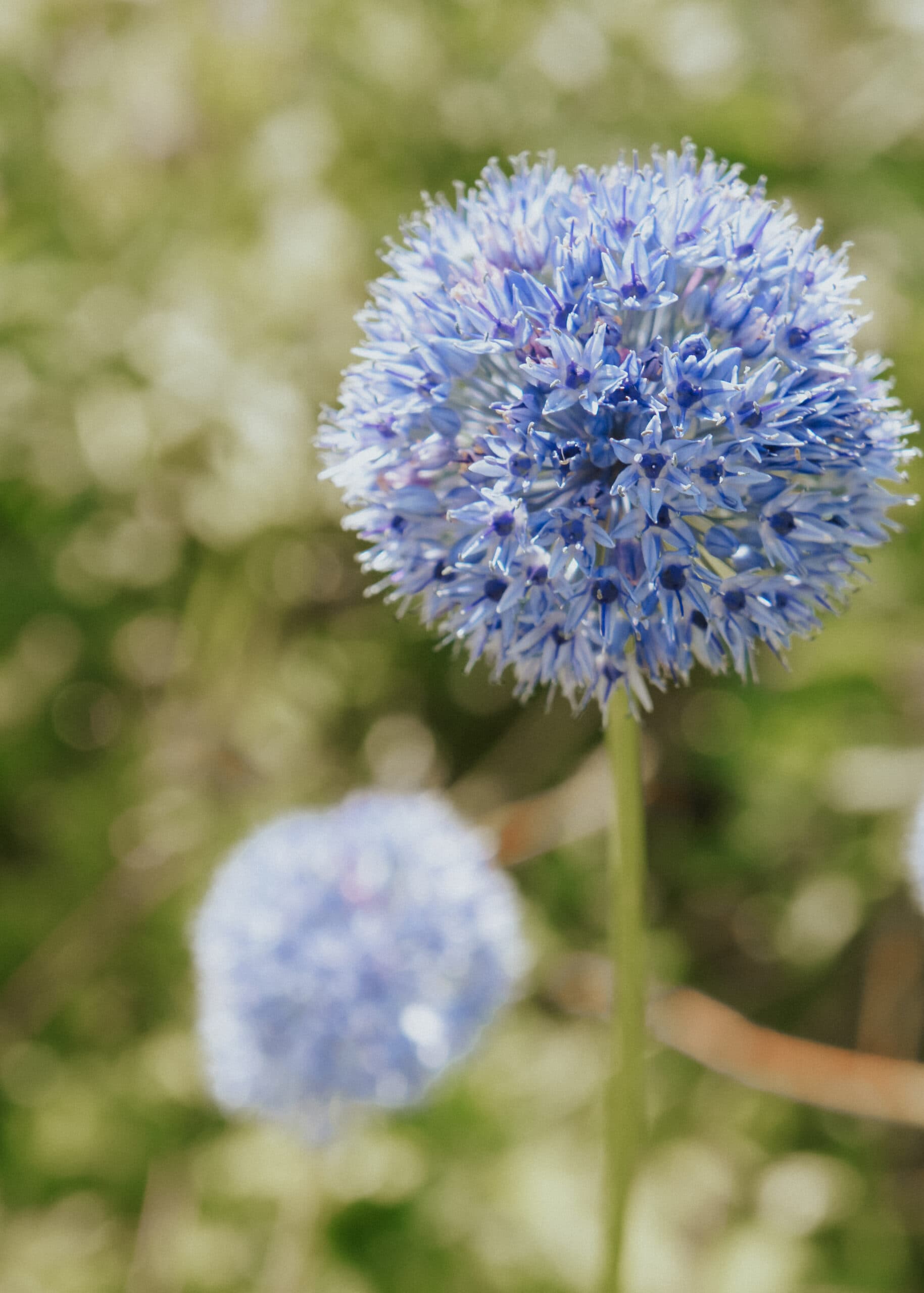 Grow allium