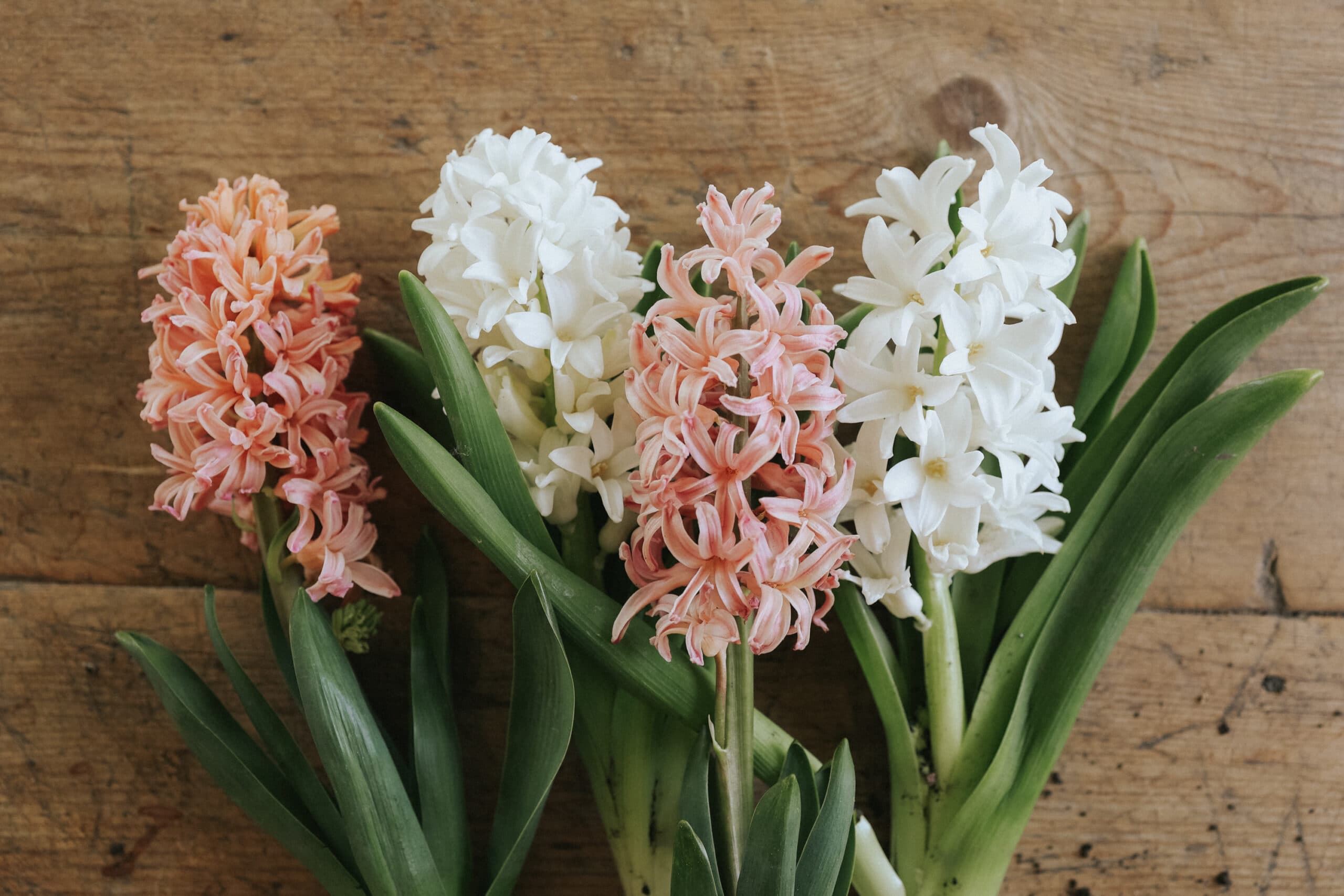 Grow Hyacinths