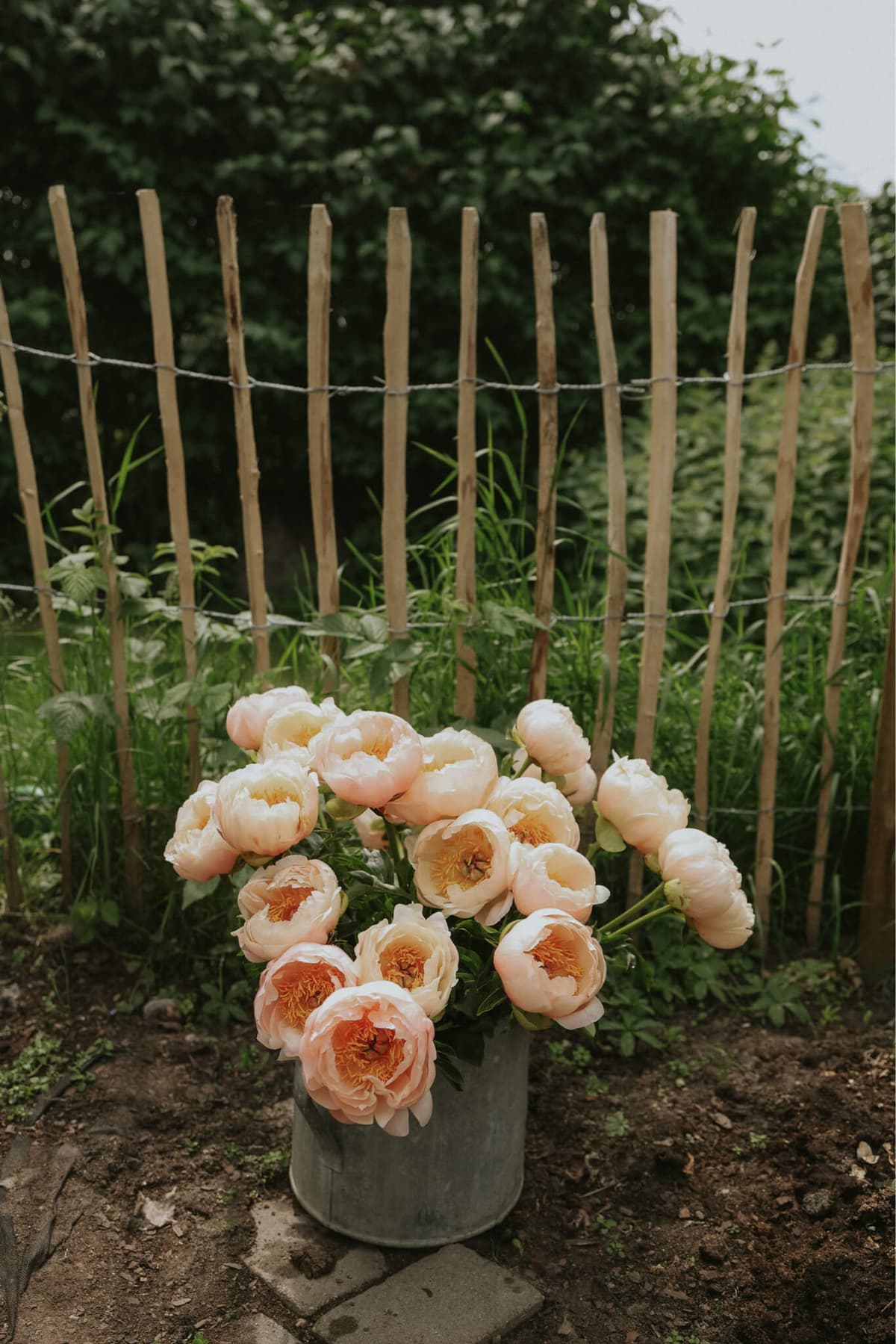 Bare-root Peony - King's Day - Buy online | FLOREA