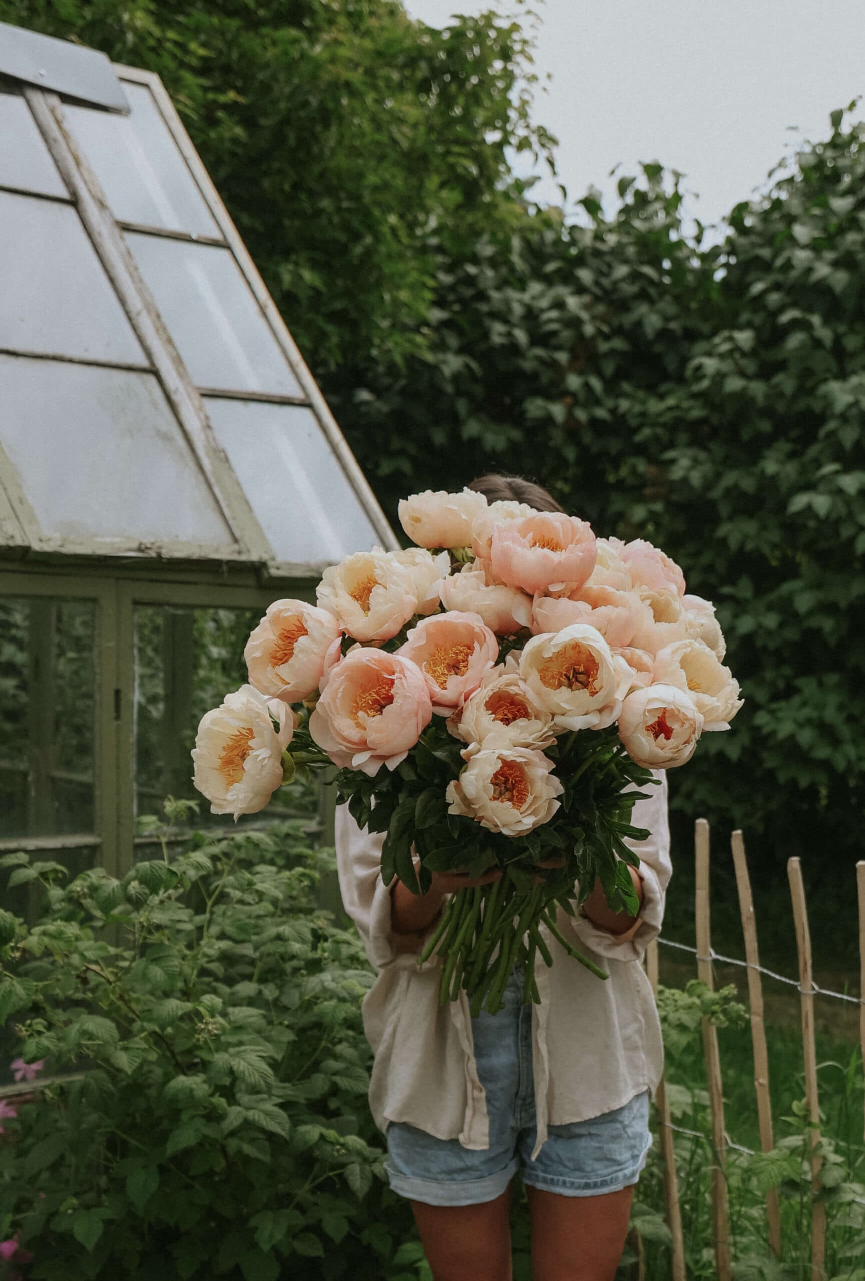 Bare-root Peony - King's Day - Buy online | FLOREA