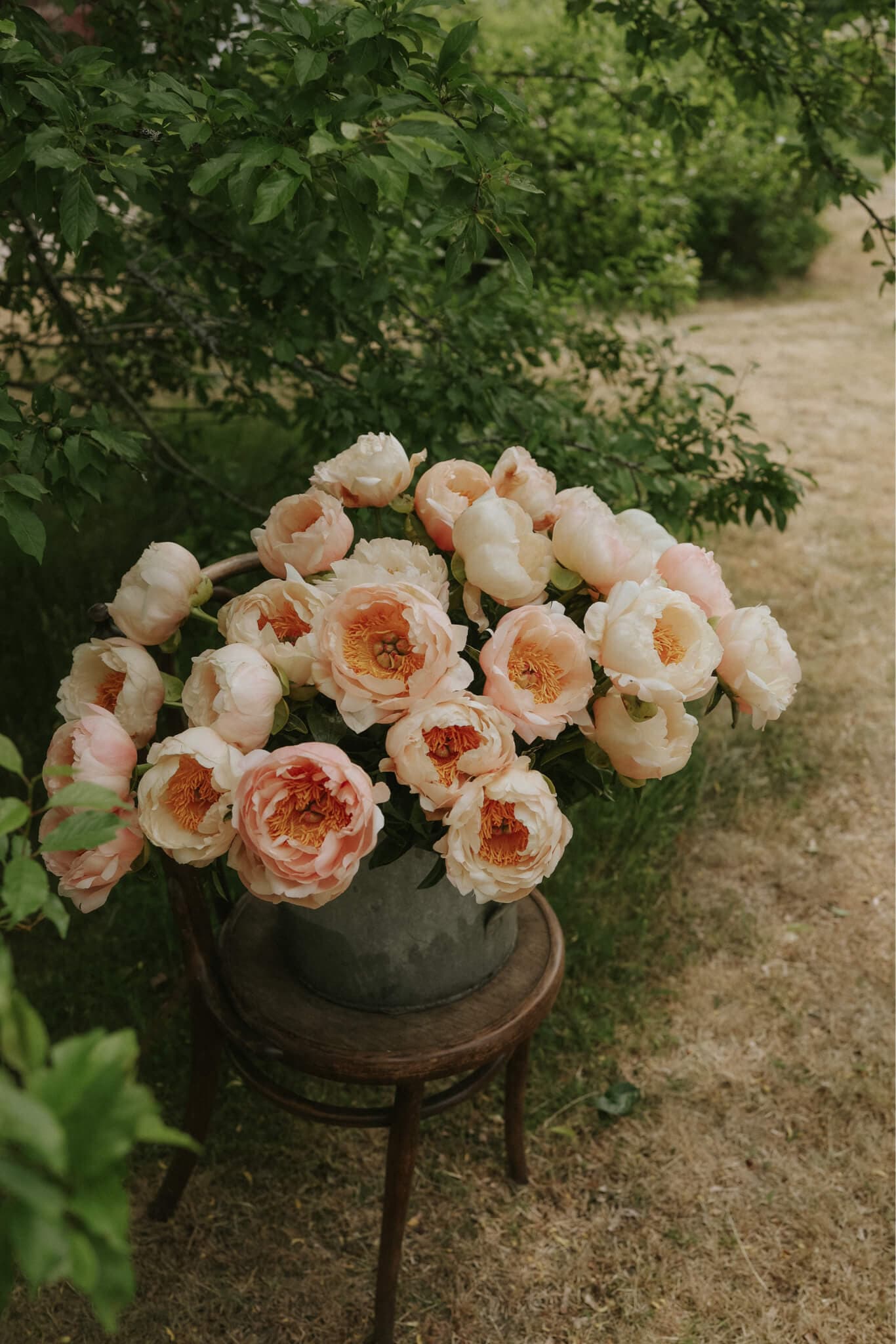 Bare-root Peony - King's Day - Buy online | FLOREA