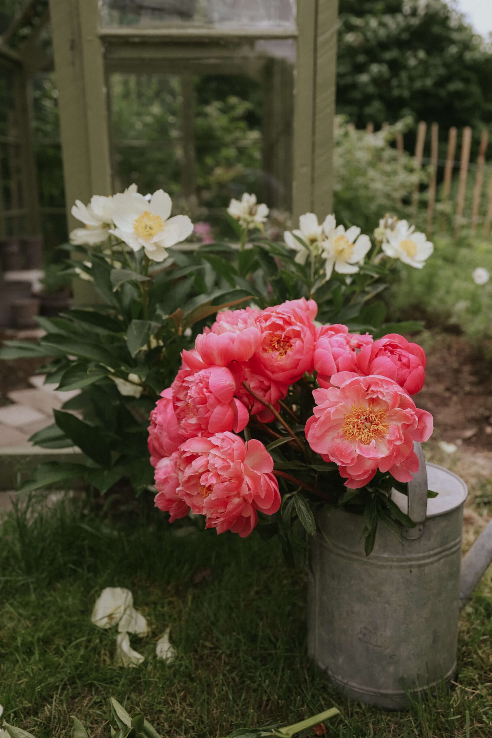 Grow Peonies